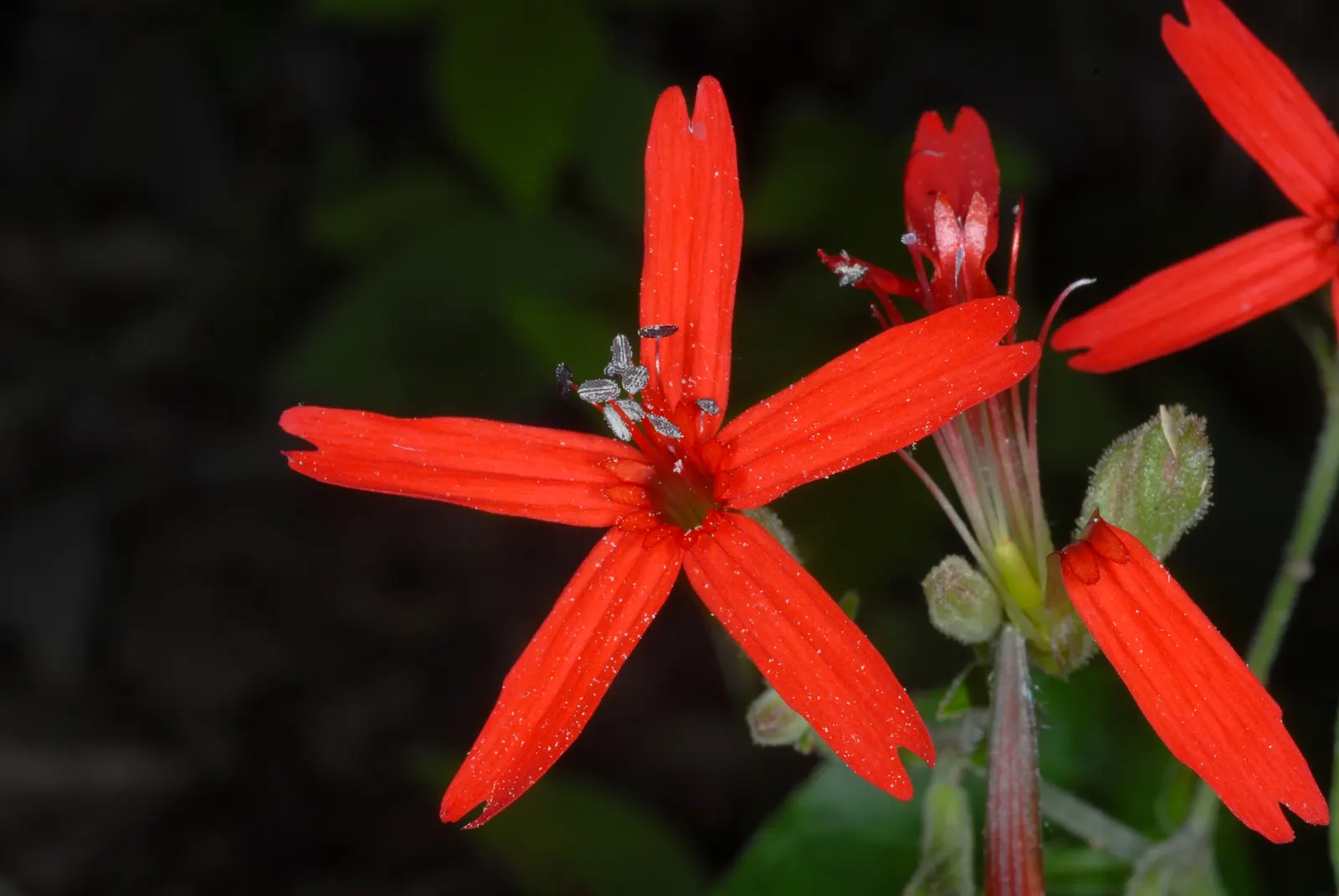 Wild Pink (Silene Carolina) — pink flowers in the garden; notched petals attract butterflies and are drought-resistant, image 64