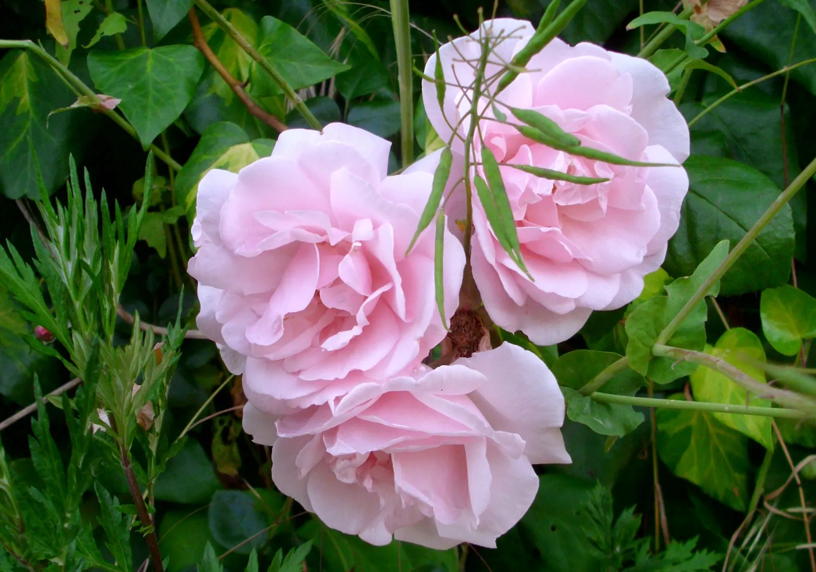 Wild Pink (Silene Carolina) — this plant reaches a manageable height of 10-12 inches with a spread of up to 18 inches; making it both a practical, image 69