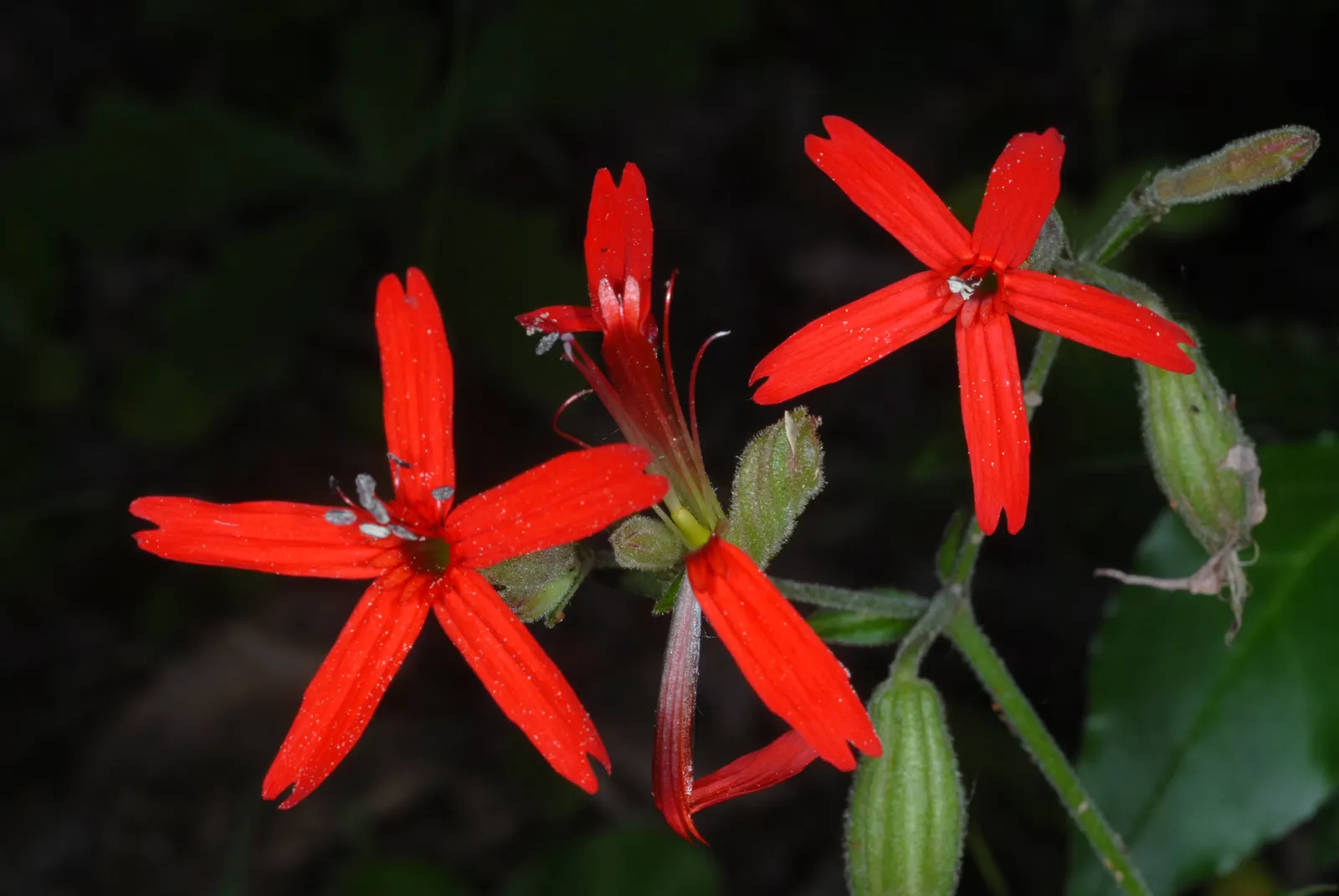 Wild Pink (Silene Carolina) — blooming in the late spring to early summer timeframe.<br><br>A low-maintenance plant