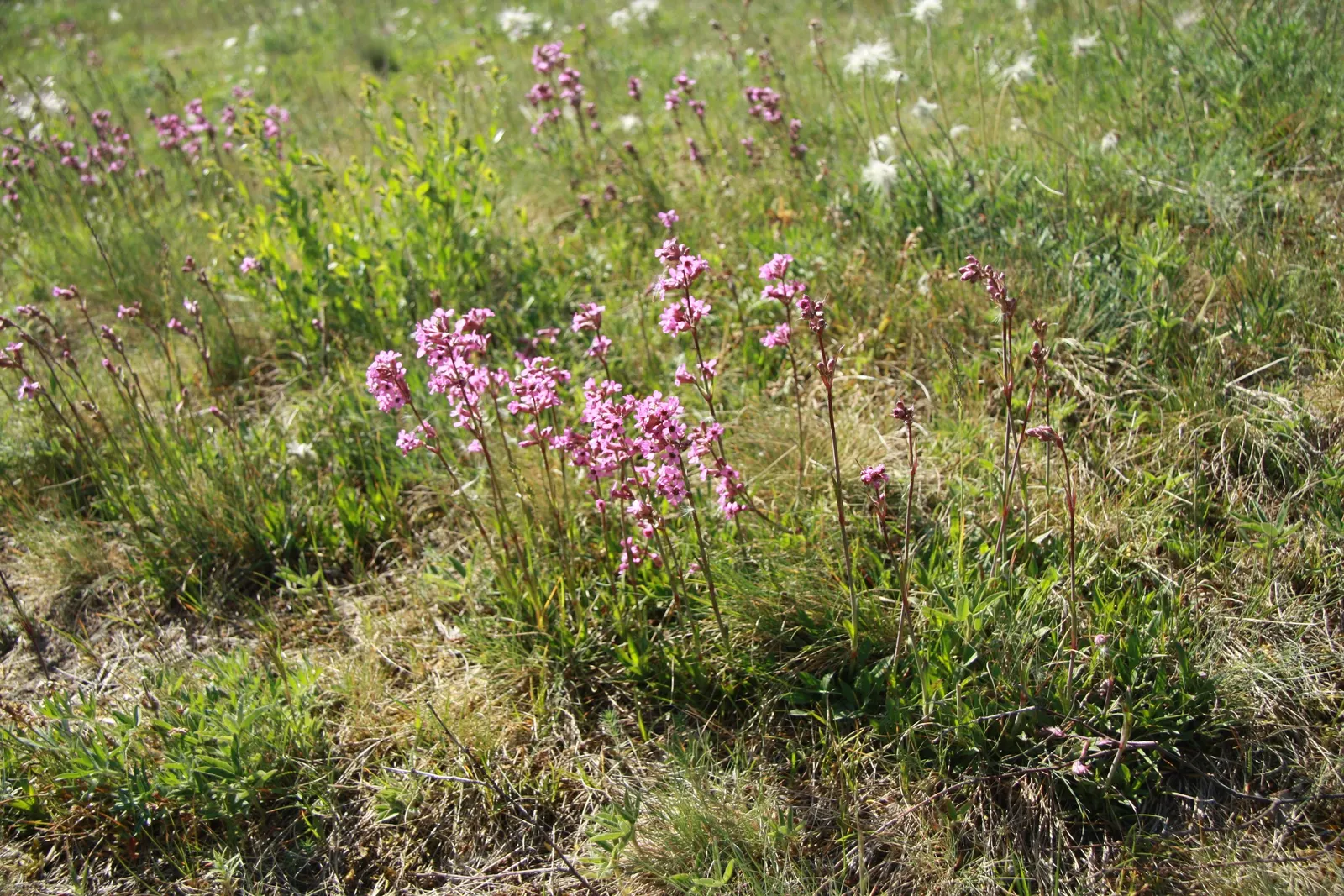 Wild Pink (Silene Carolina) — this plant reaches a manageable height of 10-12 inches with a spread of up to 18 inches; making it both a practical, image 91