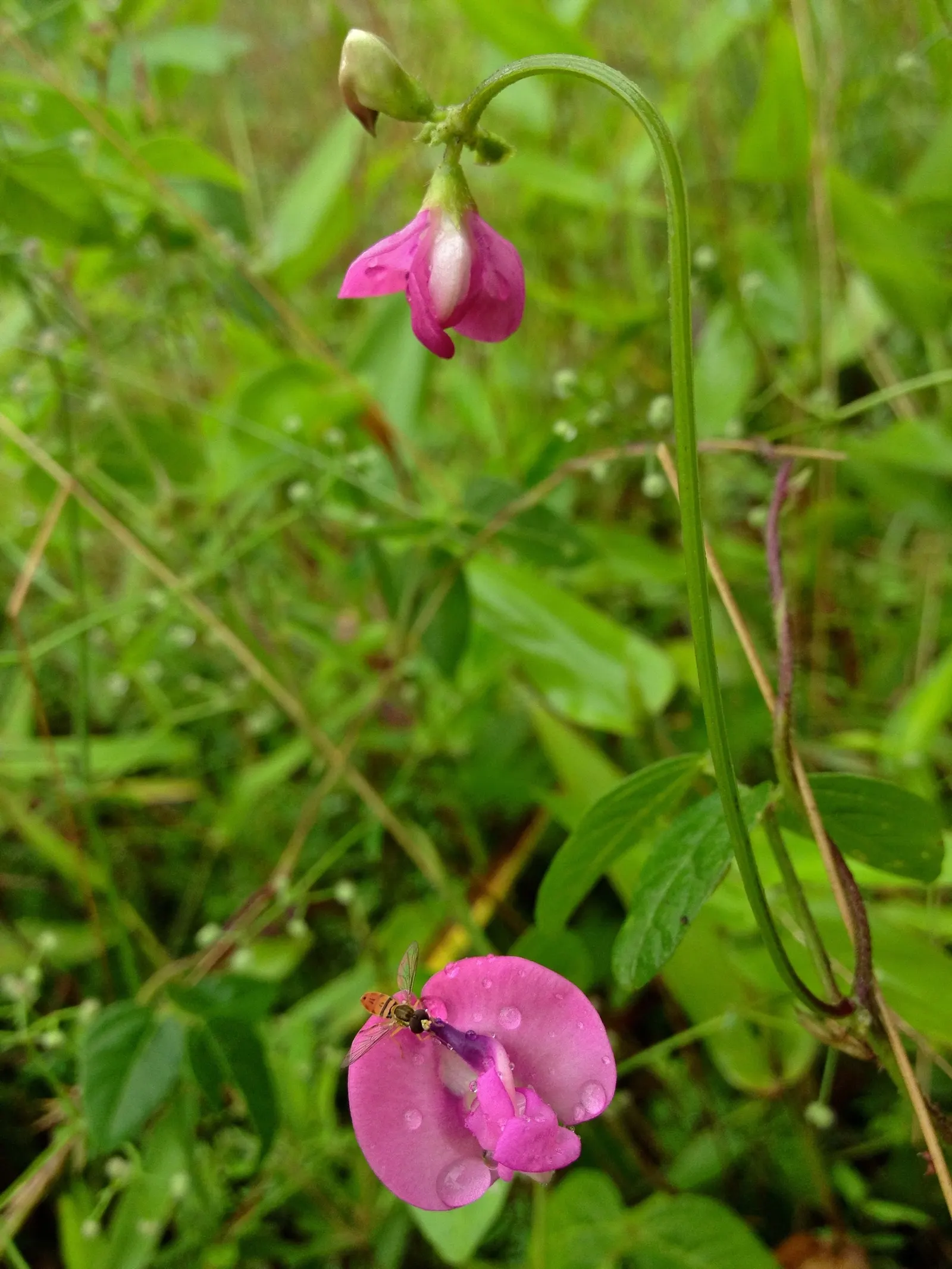 Wild Pink (Silene Carolina) — perennial with pink blooms; it boasts a profusion of vibrant pink flowers that measure about 1 inch across, image 65