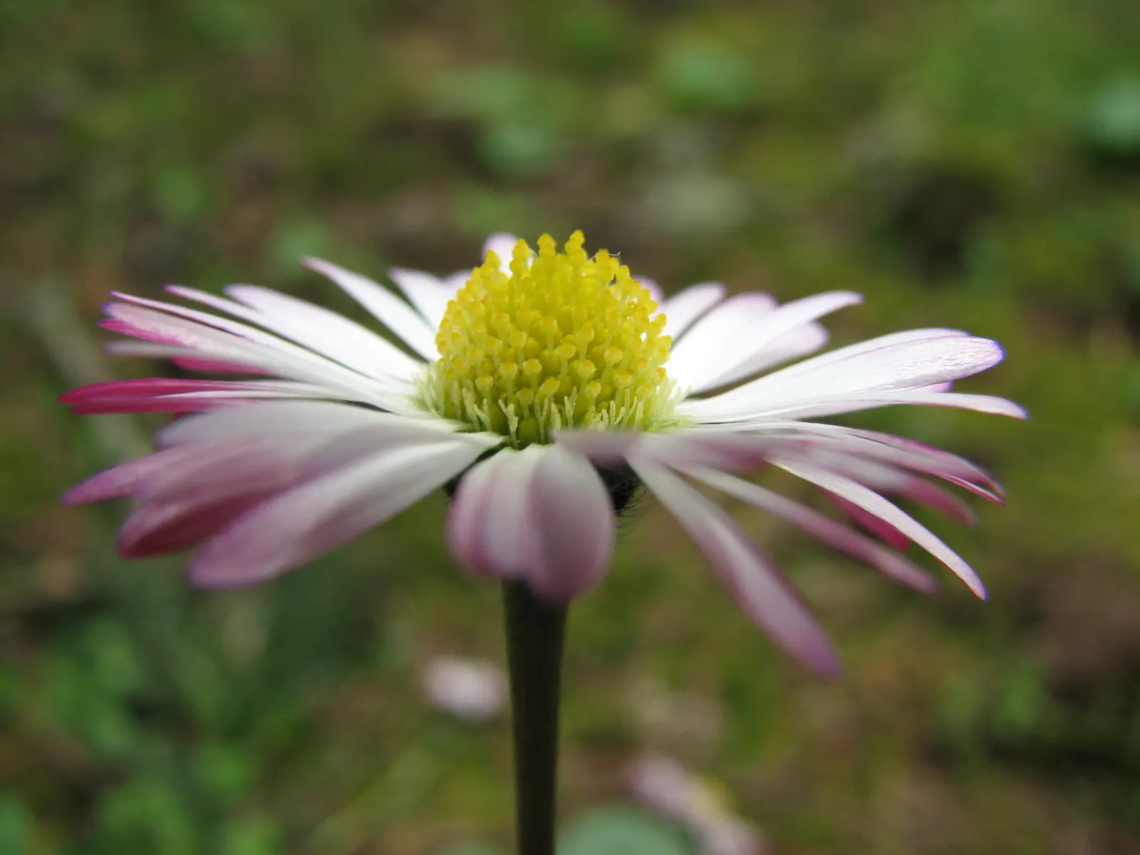Wild Pink (Silene Carolina) — pink flowers in the garden; notched petals attract butterflies and are drought-resistant