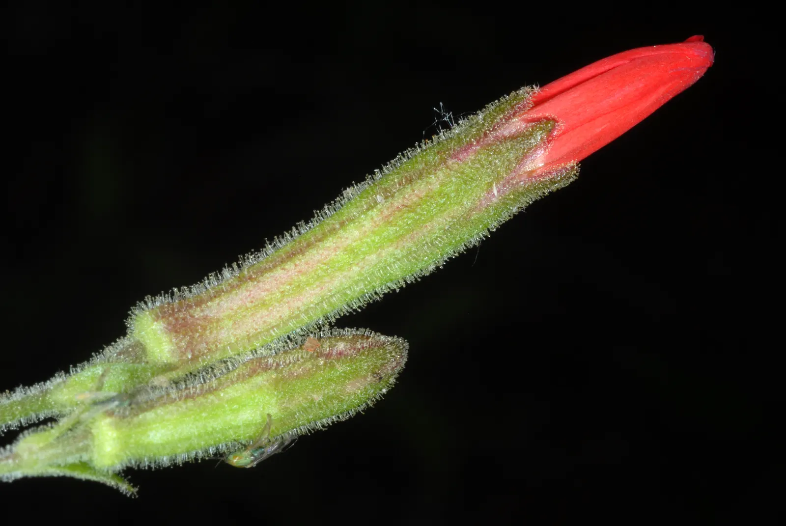 Wild Pink (Silene Carolina) — Thriving in USDA zones 4-7; lance-shaped leaves that are a vibrant green in color, image 134