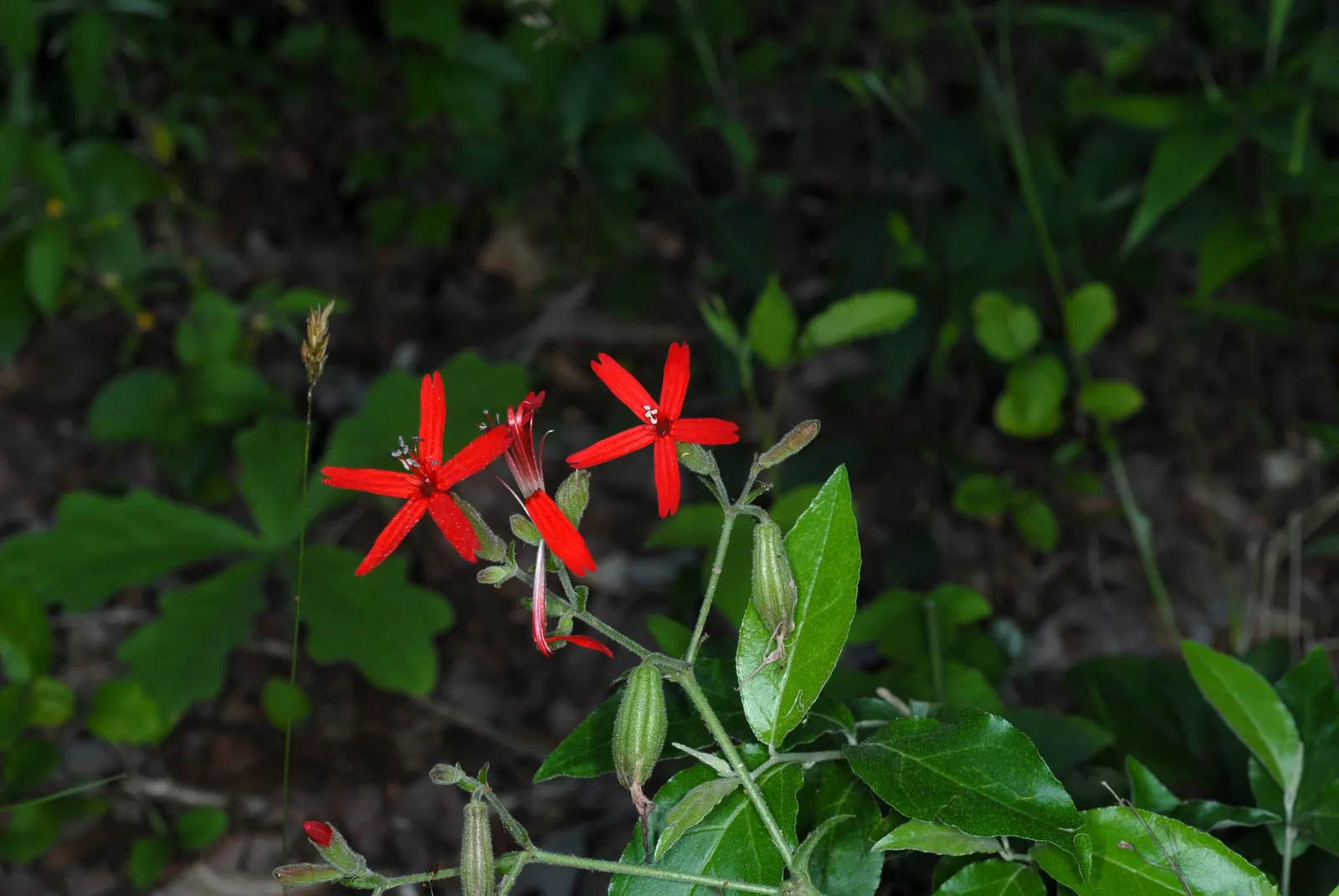 Wild Pink (Silene Carolina) — making it both a practical and ecological choice.<br><br>When incorporating Wild Pink into a landscape design; these, image 128