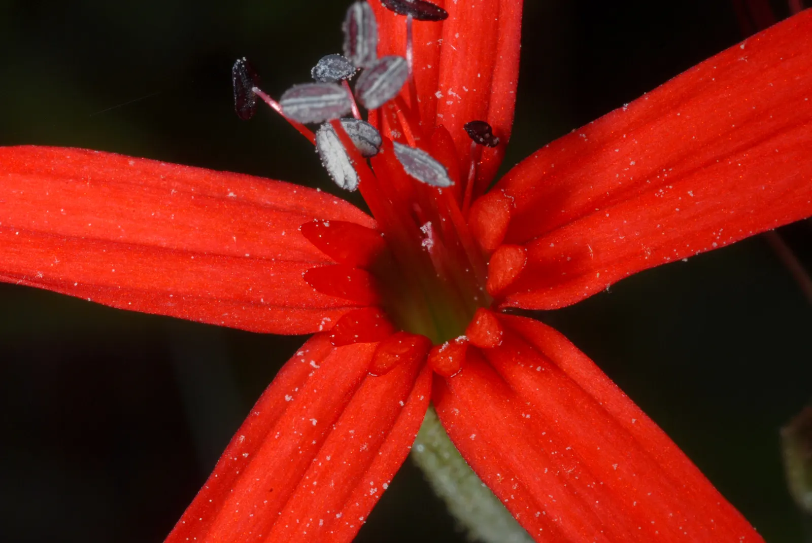 Wild Pink (Silene Carolina) — Perfect for rock gardens or borders, it prefers well-drained soil and full to partial sun; this plant reaches a, image 114