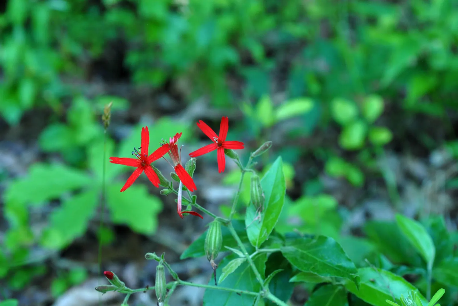 Wild Pink (Silene Carolina) — Perfect for rock gardens or borders, it prefers well-drained soil and full to partial sun; this plant reaches a, image 48