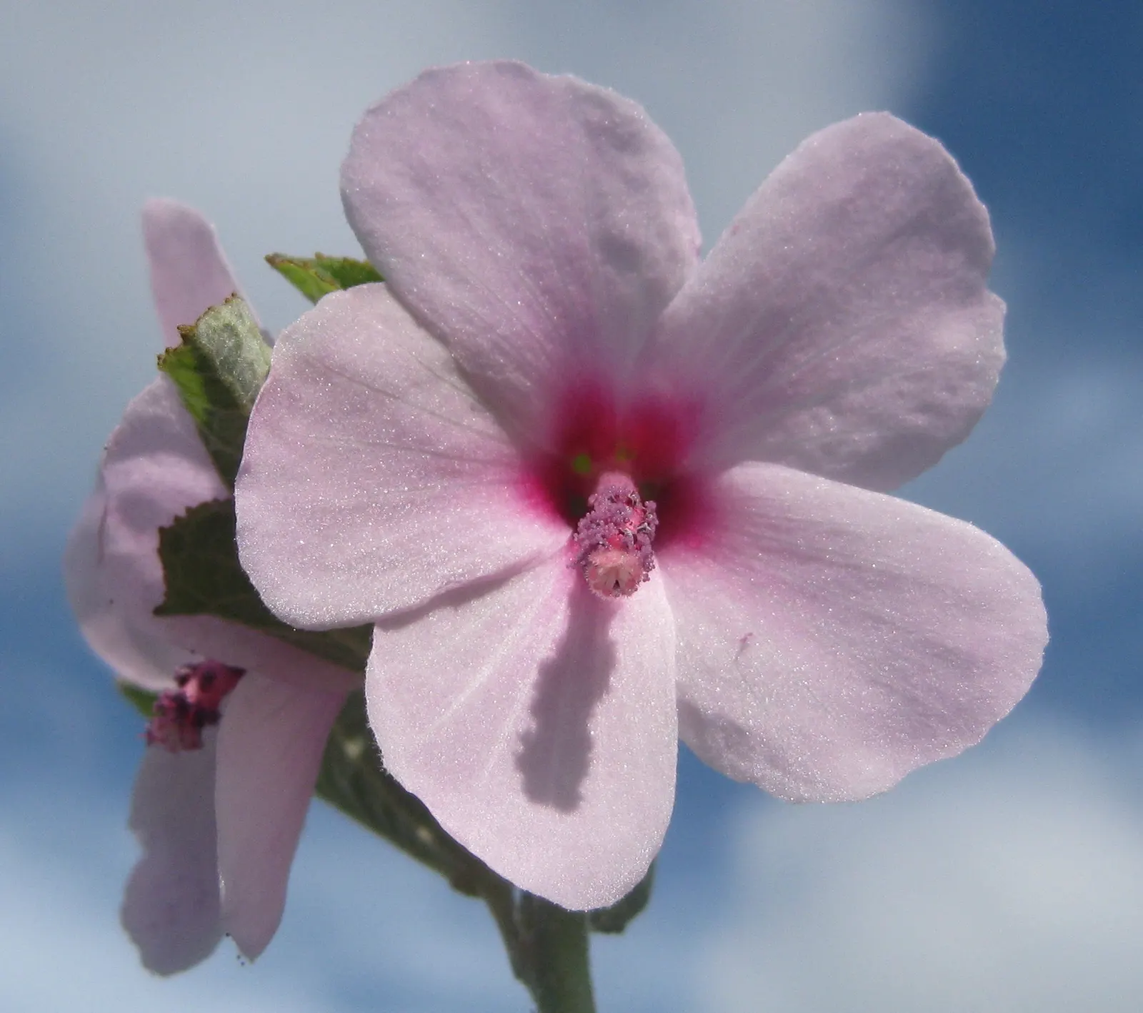 Wild Pink (Silene Carolina) — notched petals attract butterflies and are drought-resistant; forming mounded tufts of narrow, image 115