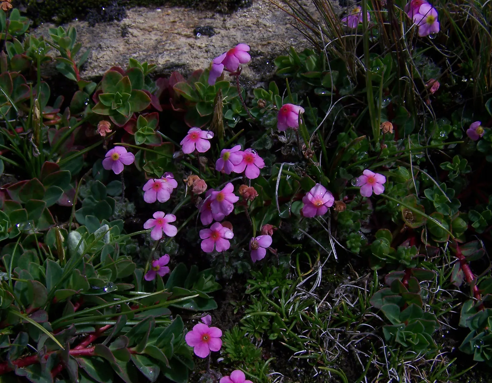 Wild Pink (Silene Carolina) — blooming in the late spring to early summer timeframe.<br><br>A low-maintenance plant; wild Pink, botanically known, image 58