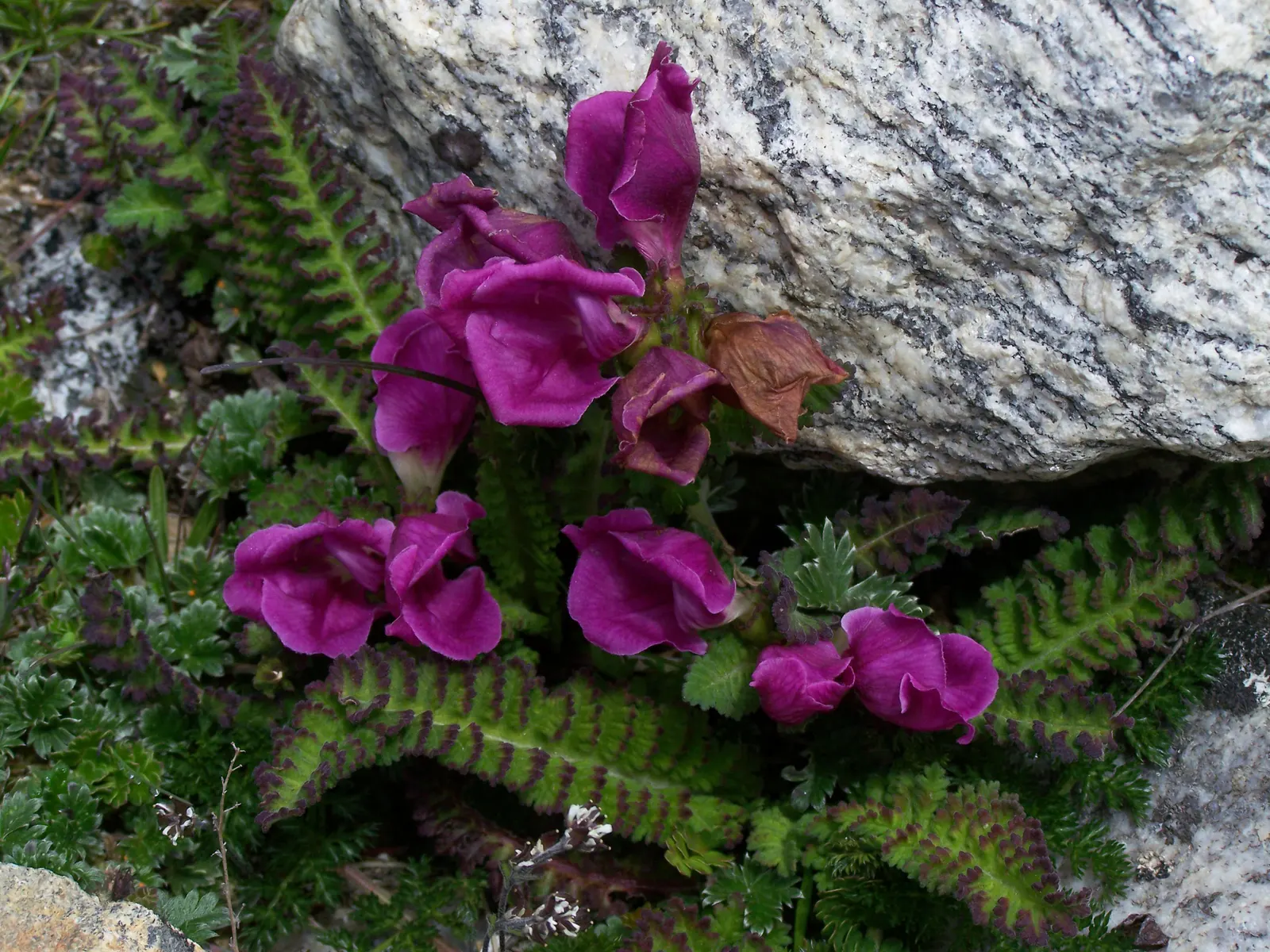 Wild Pink (Silene Carolina) — offering low-maintenance beauty