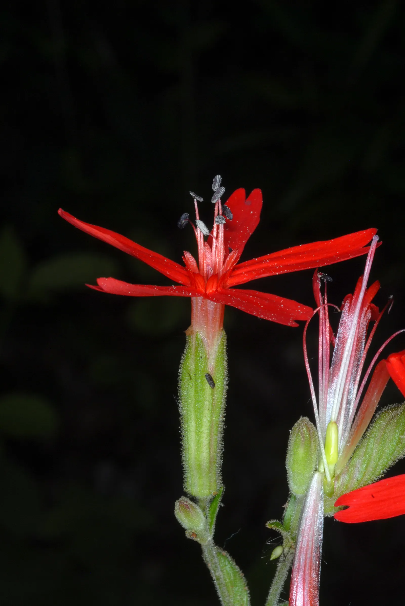 Wild Pink (Silene Carolina) — lance-shaped leaves that are a vibrant green in color; it thrives best in USDA Hardiness Zones 4 through 7, image 77