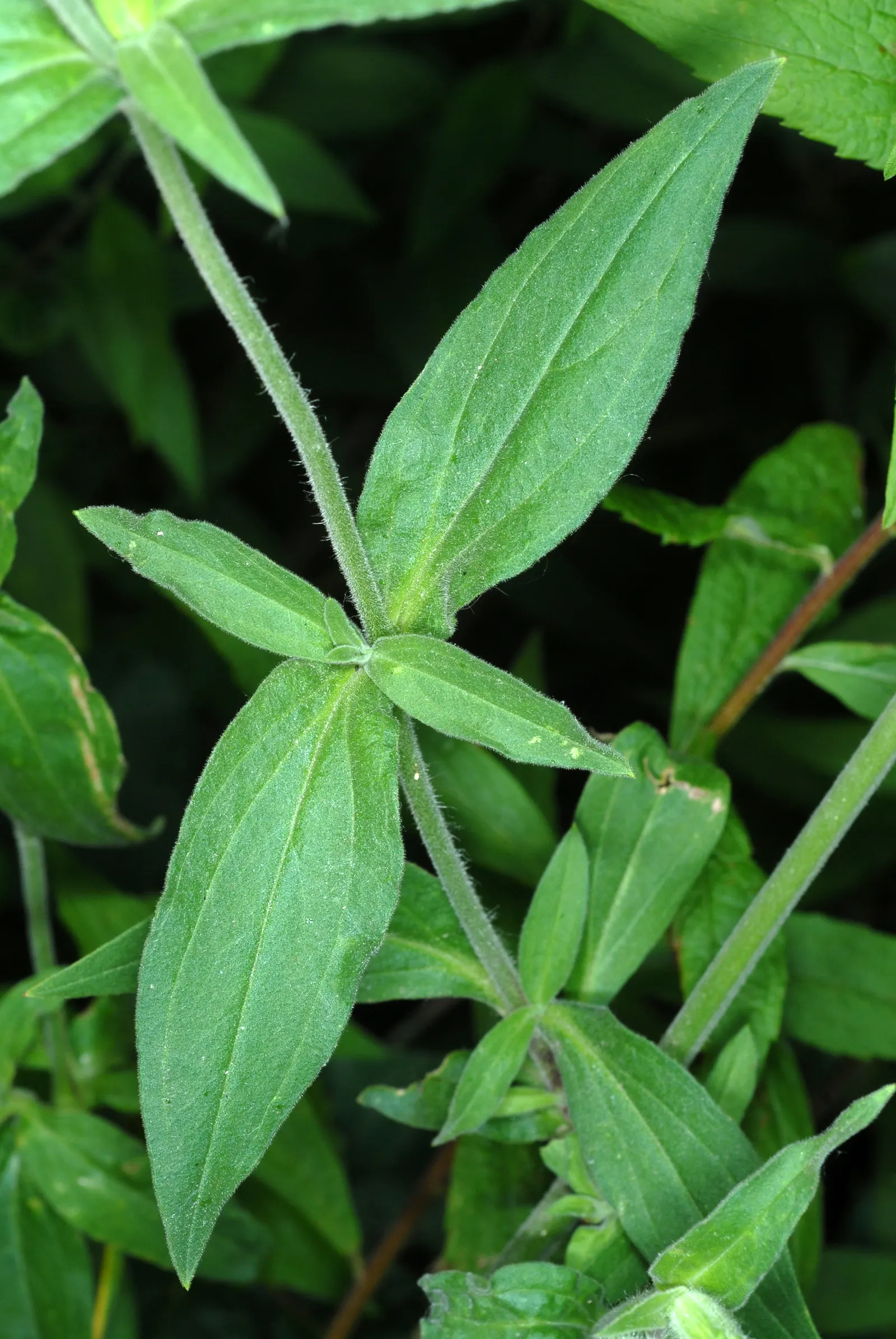Wild Pink (Silene Carolina) — Wild Pink, botanically known as Silene carolina, is a charming perennial native to the eastern United States, image 117