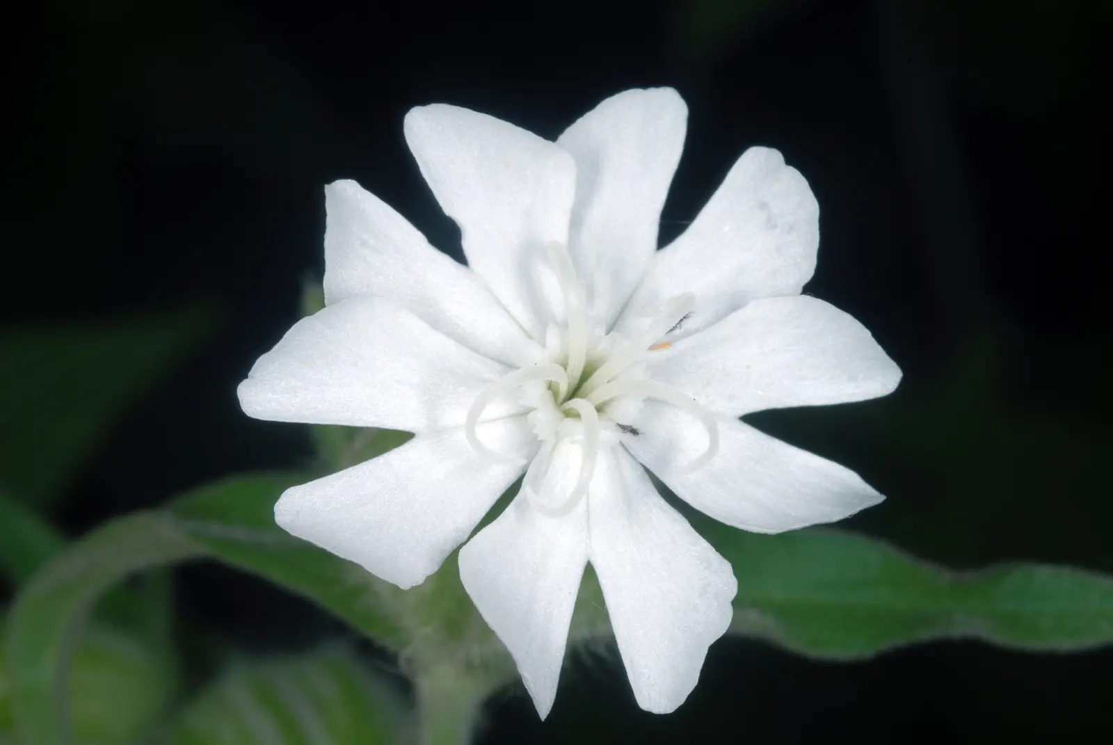 Wild Pink (Silene Carolina) — Perfect for rock gardens or borders, it prefers well-drained soil and full to partial sun; this plant reaches a, image 92