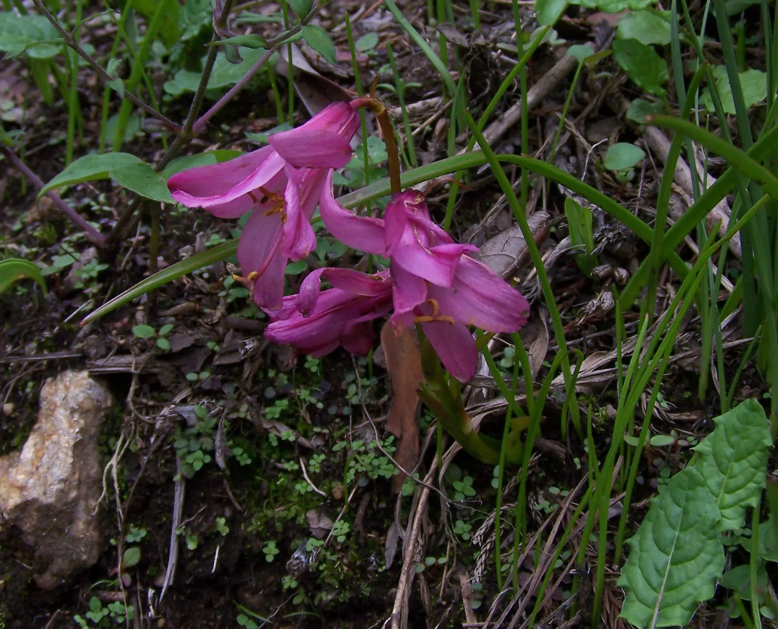 Wild Pink (Silene Carolina) — consider its growth habit and flowering season; pink flowers in the garden, image 63