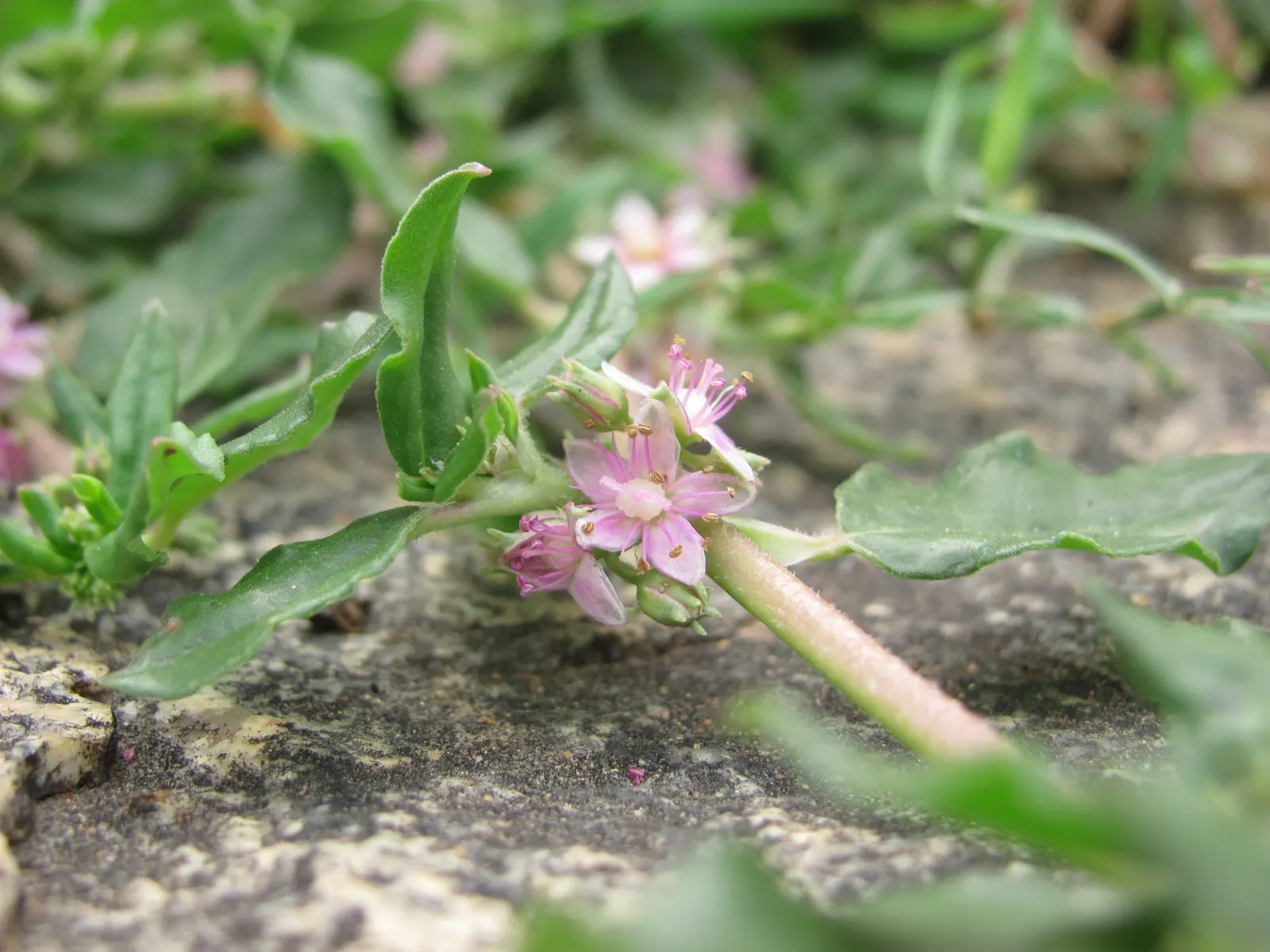 Wild Pink (Silene Carolina) — It boasts a profusion of vibrant pink flowers that measure about 1 inch across; wild Pink asks for minimal care once, image 100