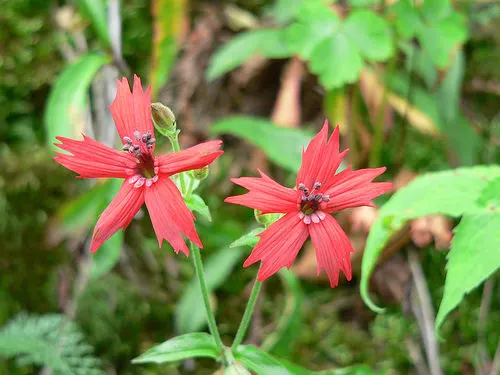 Wild Pink (Silene Carolina) — this plant reaches a manageable height of 10-12 inches with a spread of up to 18 inches