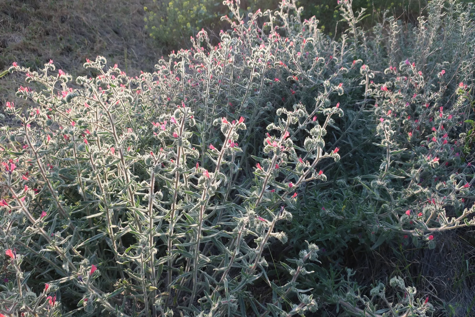 Wild Pink (Silene Carolina) — Wild Pink asks for minimal care once established; blooming in the late spring to early summer timeframe.<br><br>A, image 81