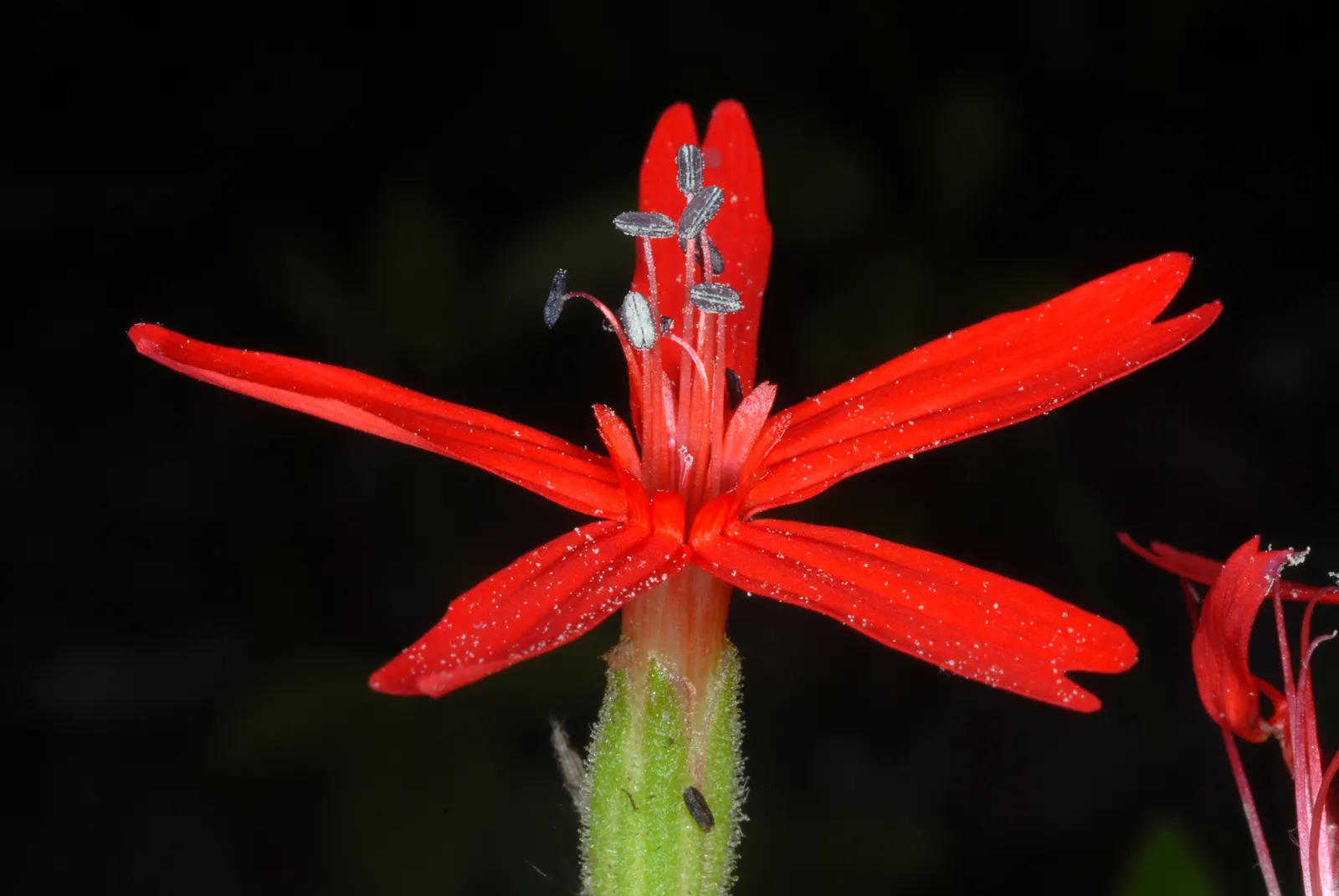 Wild Pink (Silene Carolina) — blooming in the late spring to early summer timeframe.<br><br>A low-maintenance plant; wild Pink, botanically known, image 124
