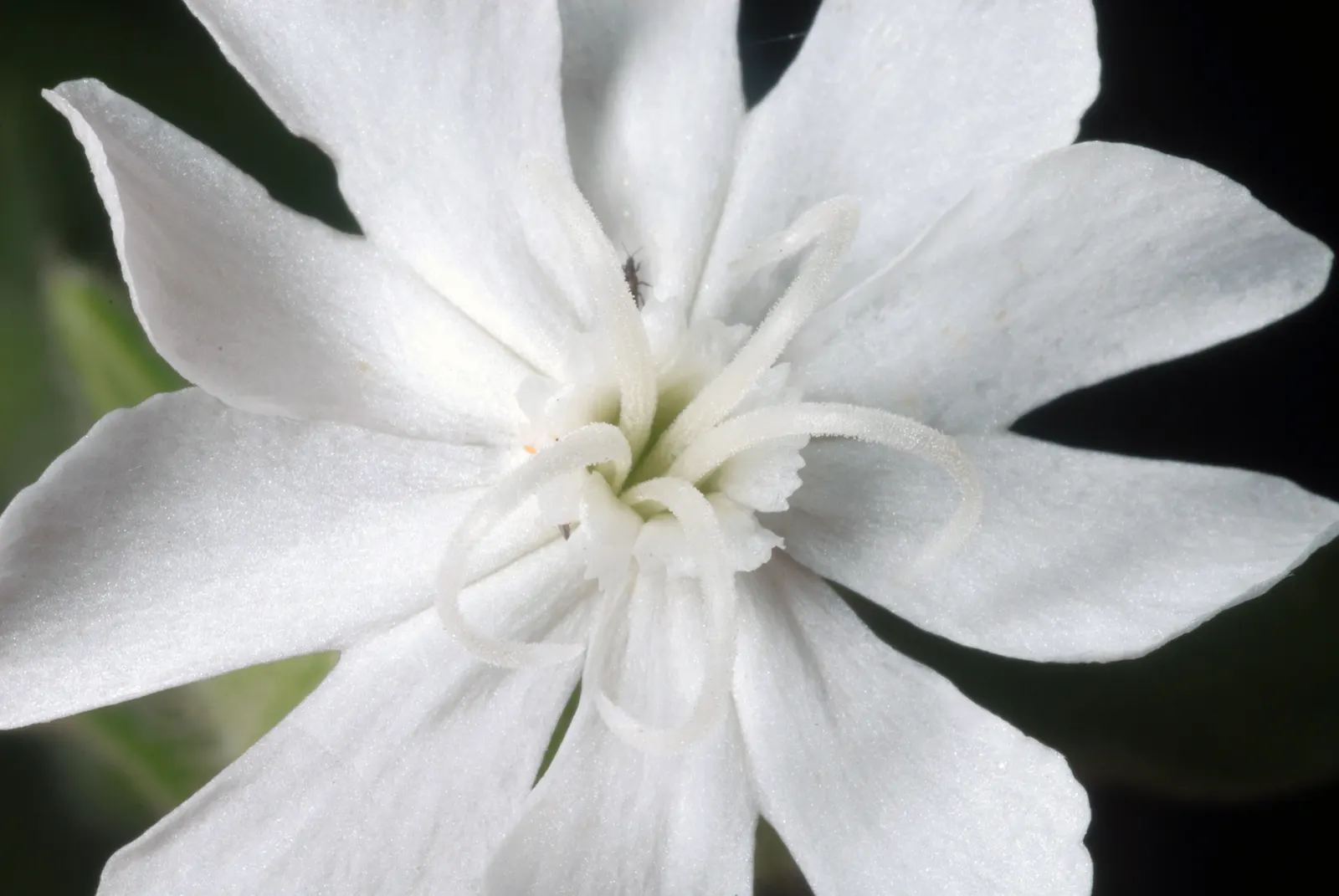 Wild Pink (Silene Carolina) — making it both a practical and ecological choice.<br><br>When incorporating Wild Pink into a landscape design; these, image 84