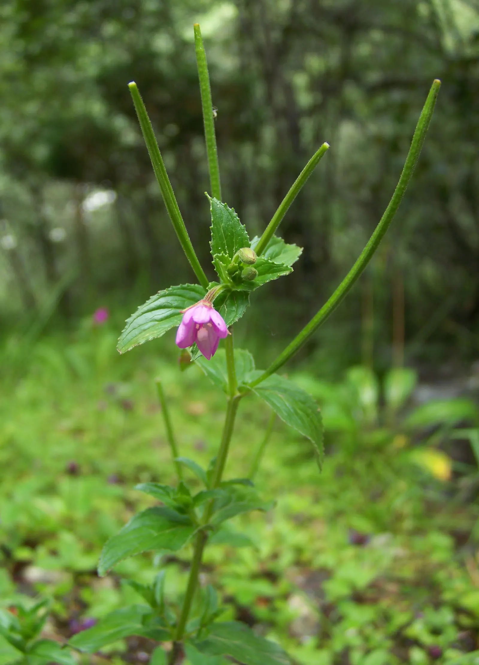 Wild Pink (Silene Carolina) — lance-shaped leaves that are a vibrant green in color; it thrives best in USDA Hardiness Zones 4 through 7, image 121