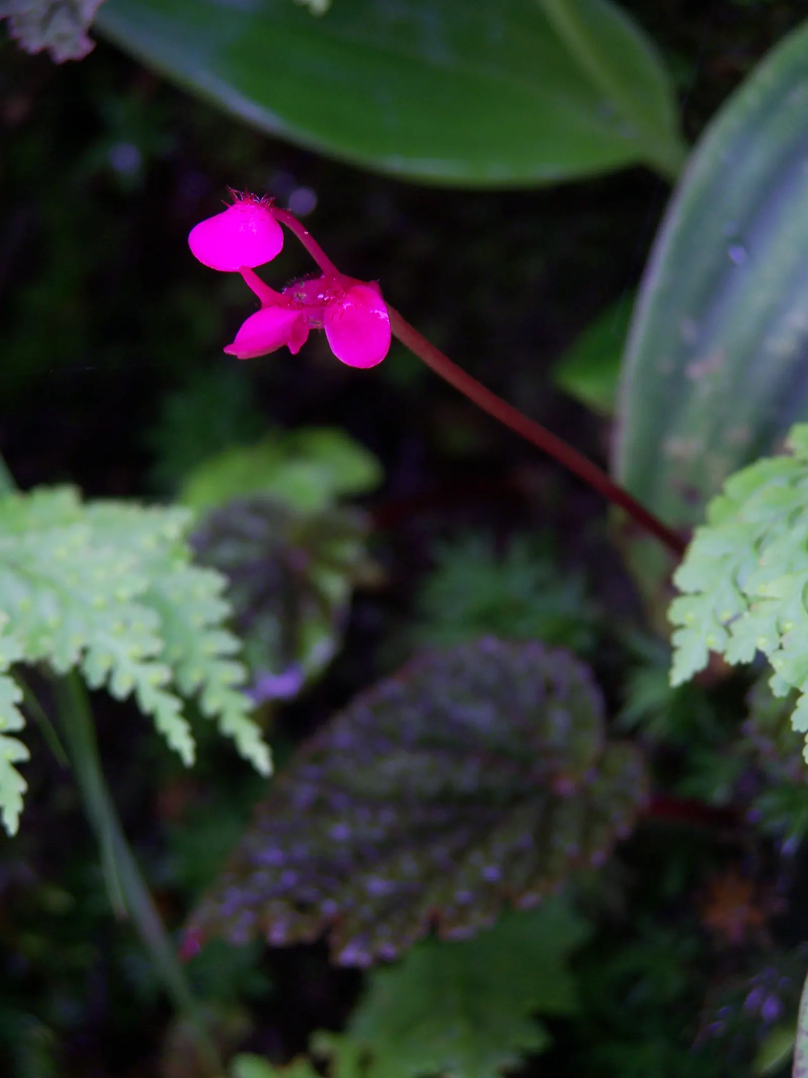 Wild Pink (Silene Carolina) — pink flowers in the garden; notched petals attract butterflies and are drought-resistant, image 130
