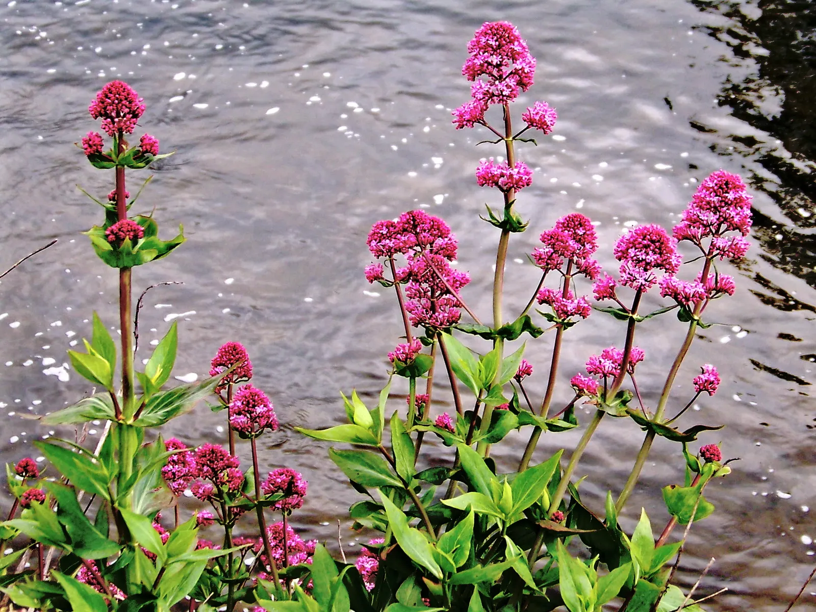 Wild Pink (Silene Carolina) — pink flowers in the garden