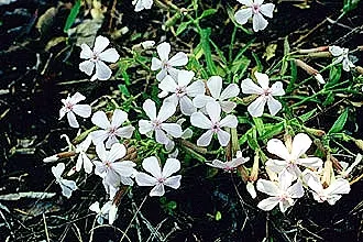 Wild Pink (Silene Carolina) — notched petals attract butterflies and are drought-resistant; forming mounded tufts of narrow