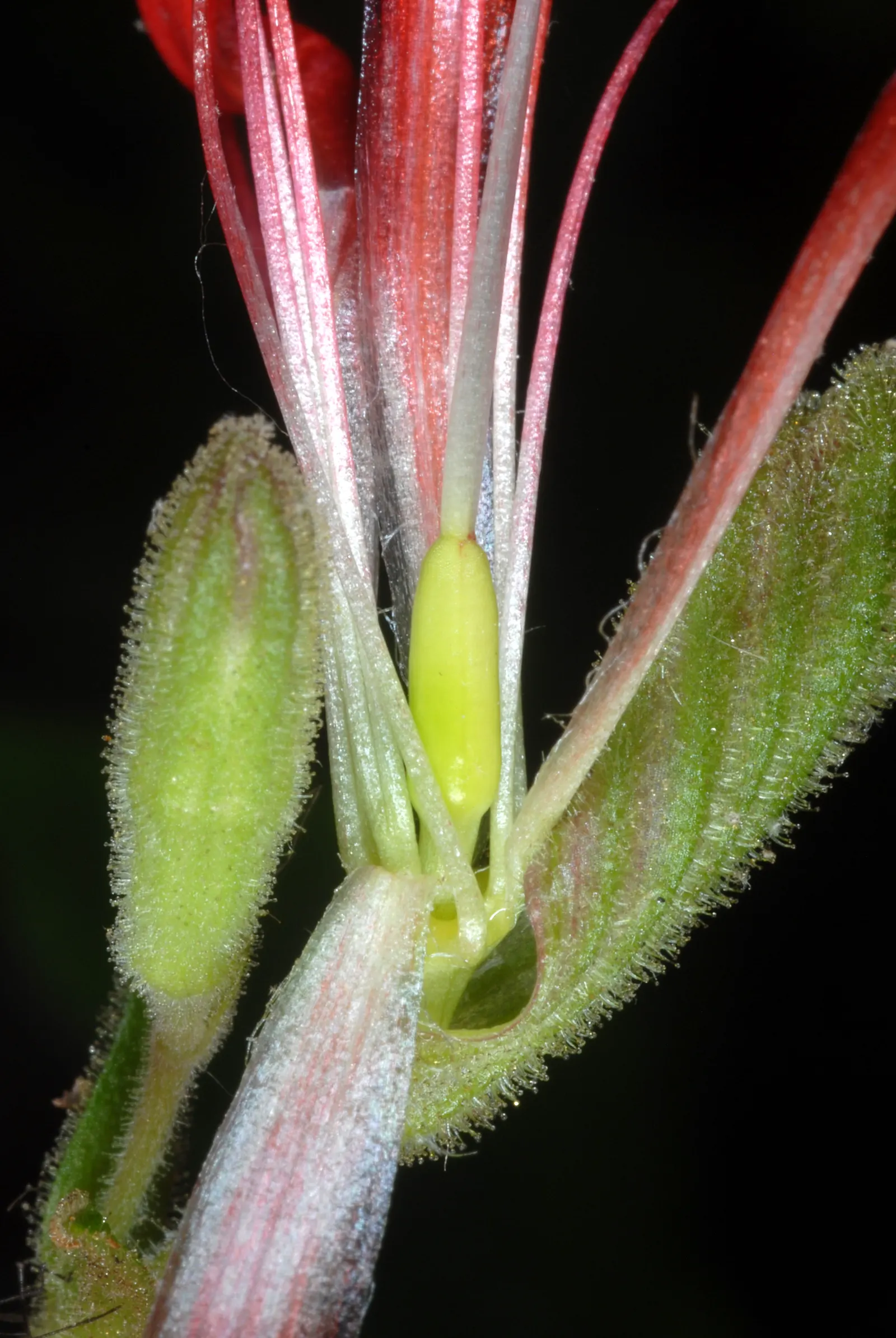 Wild Pink (Silene Carolina) — It is deer resistant and attracts pollinators such as butterflies; offering low-maintenance beauty, image 83