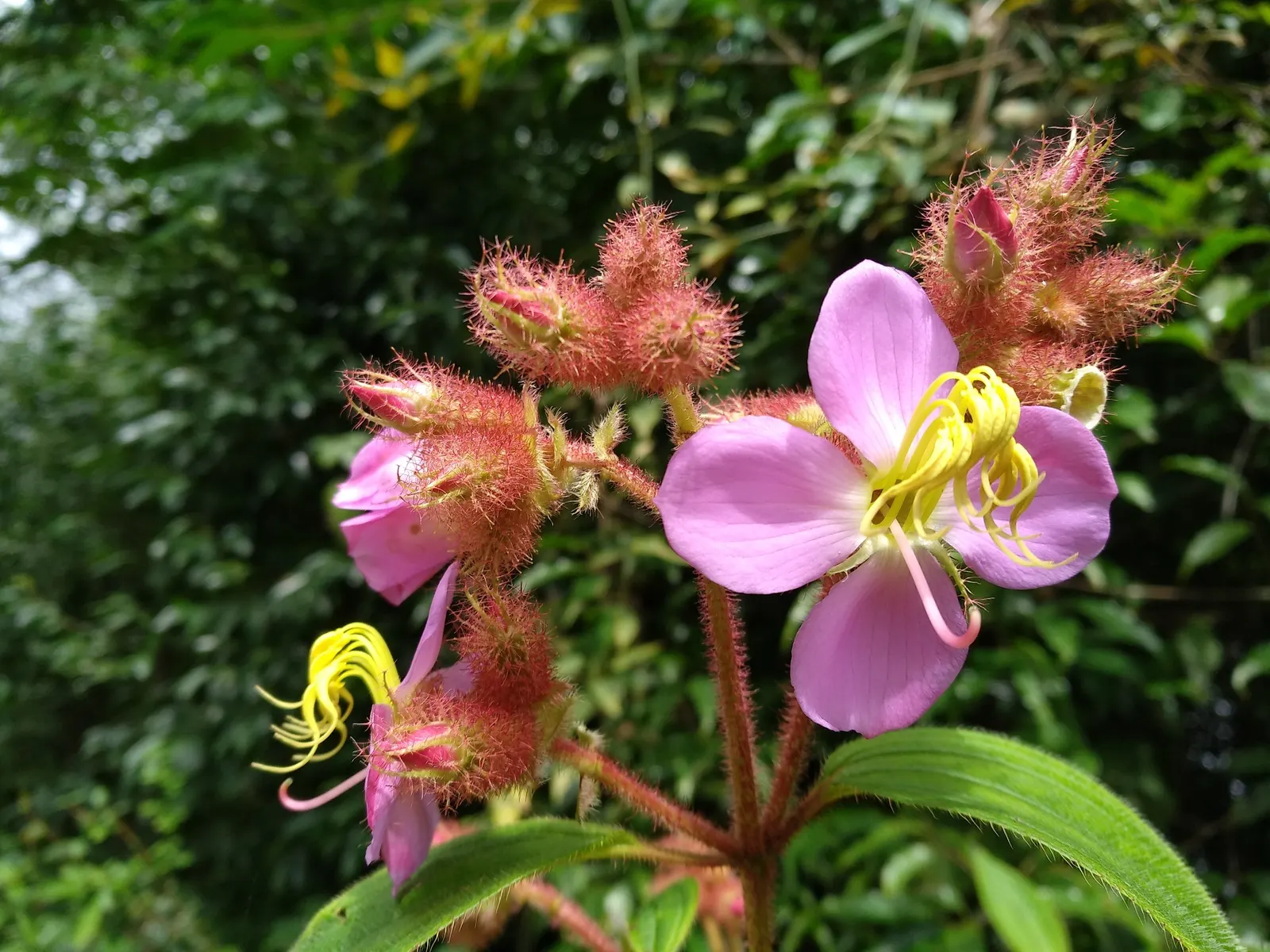 Wild Pink (Silene Carolina) — forming mounded tufts of narrow; wild Pink (Silene carolina) is a hardy perennial renowned for its vibrant, deep pink, image 120