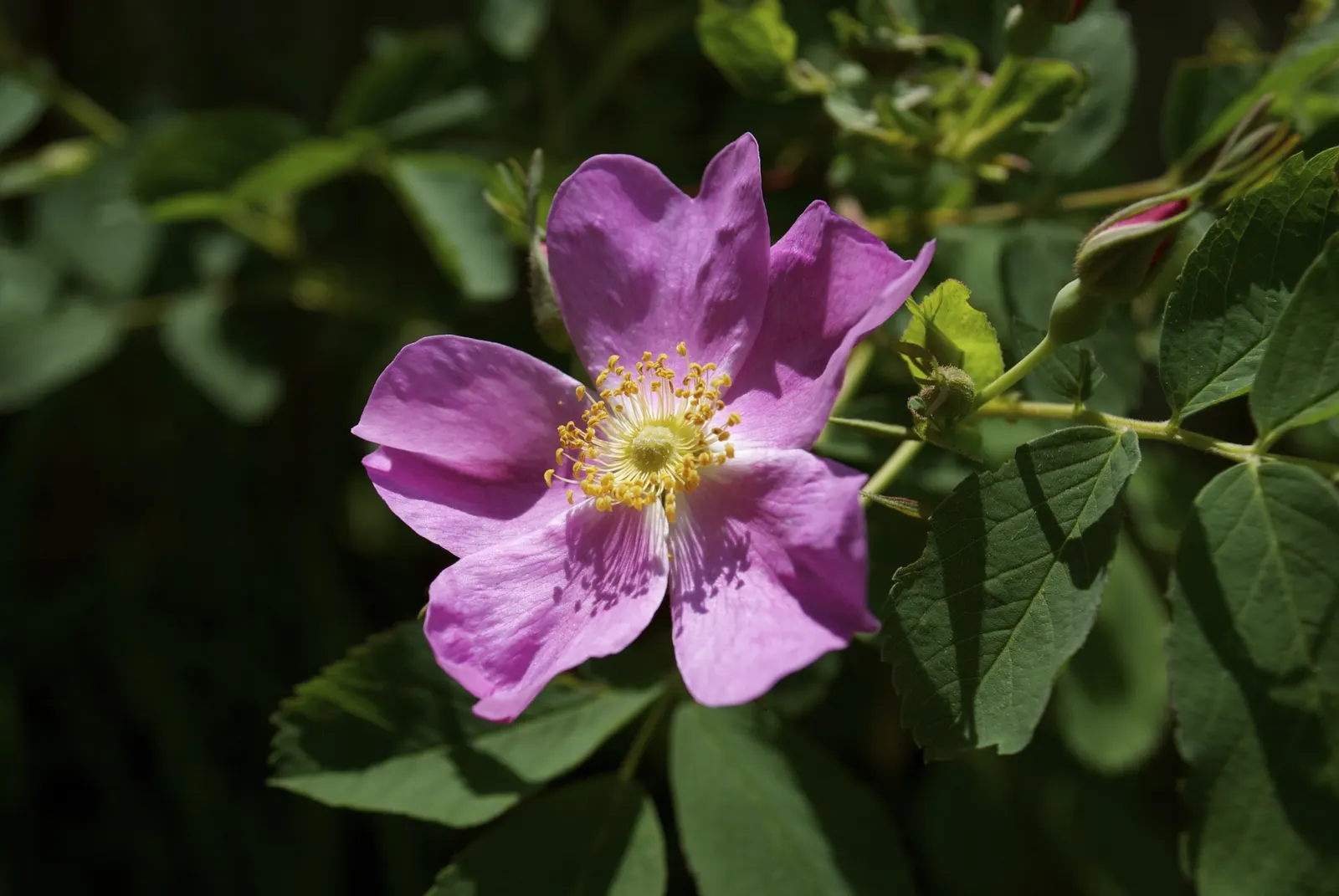 Wild Pink (Silene Carolina) — this plant reaches a manageable height of 10-12 inches with a spread of up to 18 inches; making it both a practical, image 47