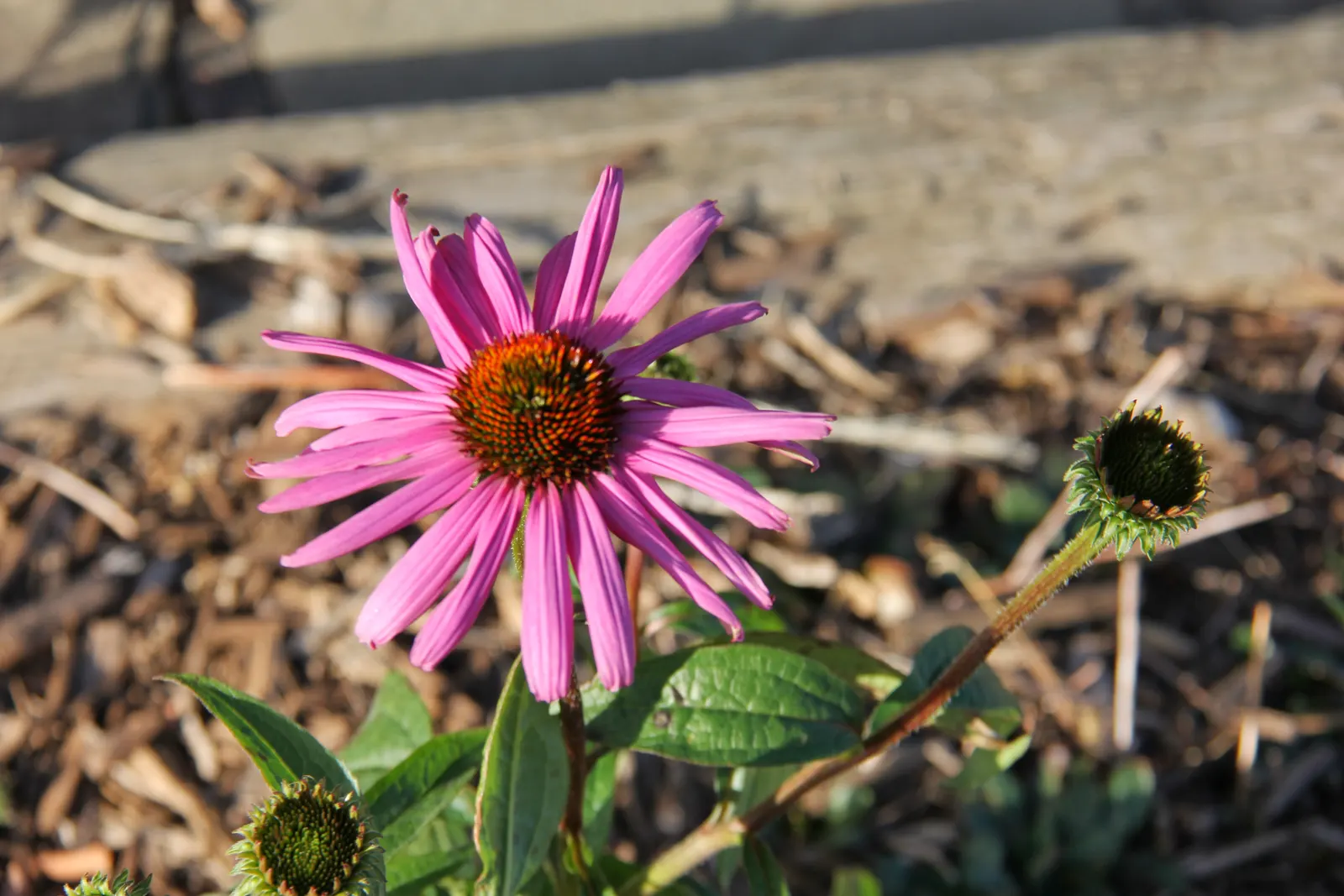 Wild Pink (Silene Carolina) — These five-petaled blossoms flaunt a deeply notched design and are lightly fragrant; perennial for full or half, image 101