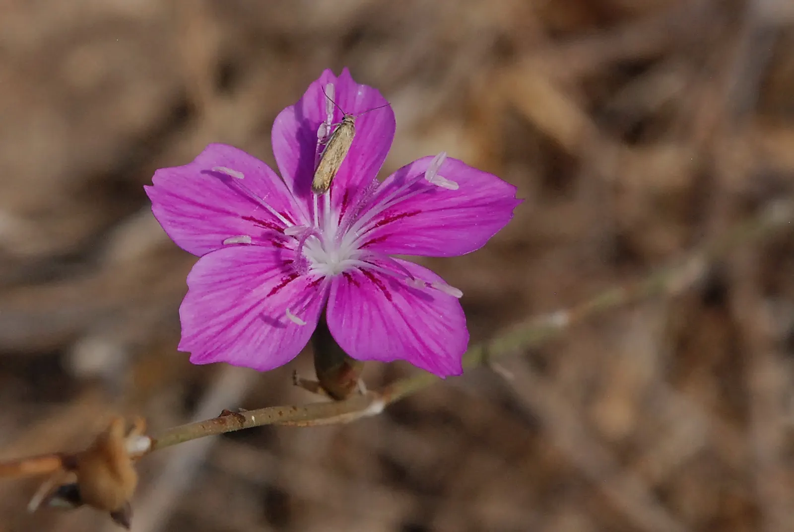 Wild Pink (Silene Carolina) — Thriving in USDA zones 4-7; lance-shaped leaves that are a vibrant green in color