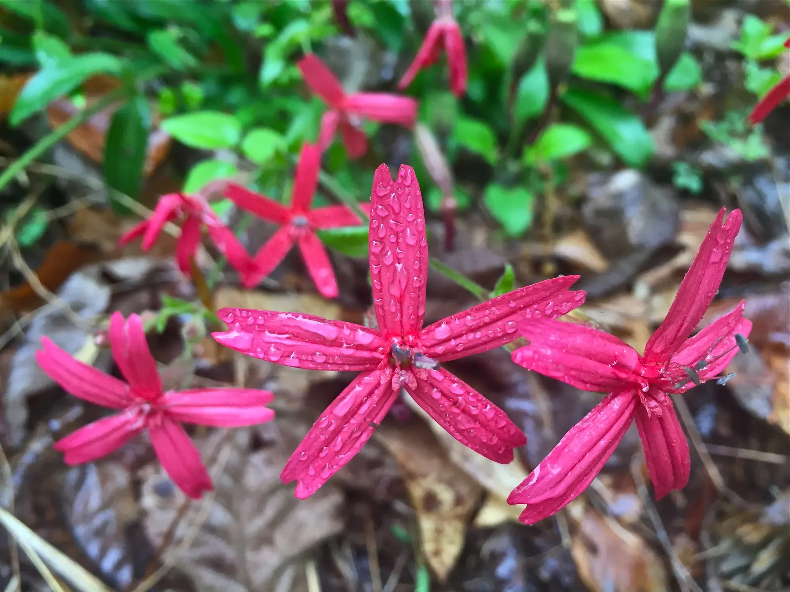 Wild Pink (Silene Carolina) — Wild Pink (Silene carolina) is a hardy perennial renowned for its vibrant, deep pink flowers; perfect for rock, image 67