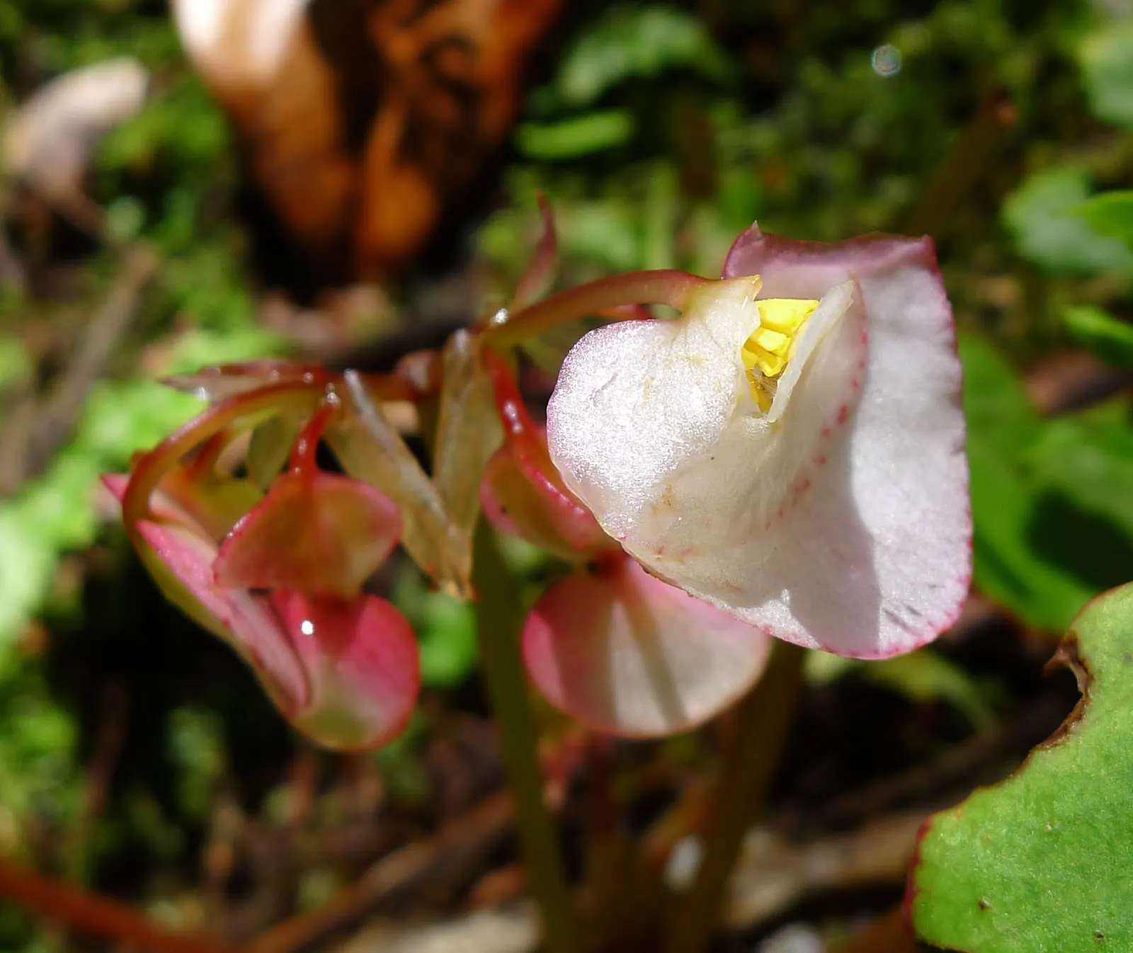 Wild Pink (Silene Carolina) — Thriving in USDA zones 4-7; lance-shaped leaves that are a vibrant green in color, image 90