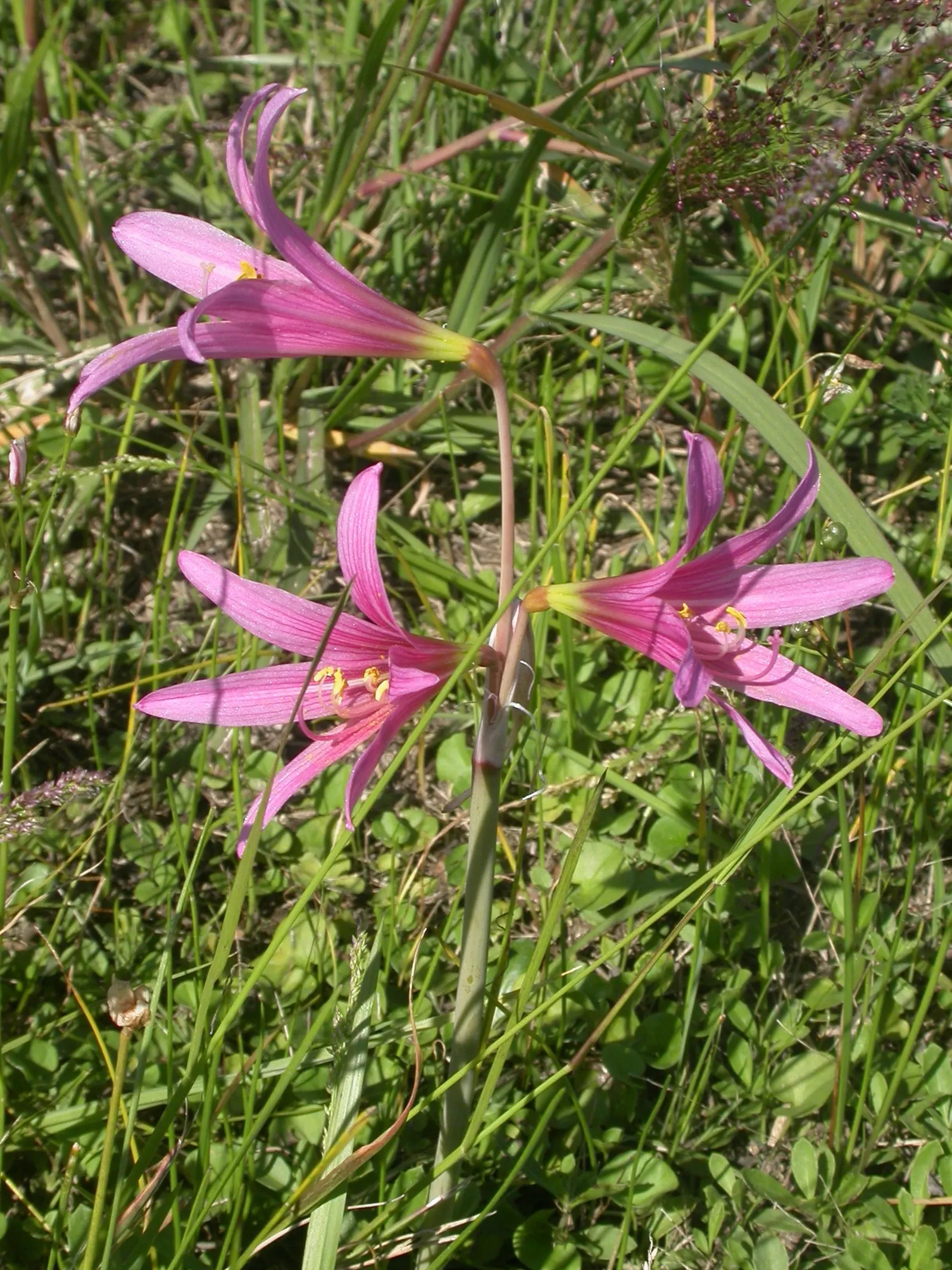 Wild Pink (Silene Carolina) — It boasts a profusion of vibrant pink flowers that measure about 1 inch across; wild Pink asks for minimal care once, image 56