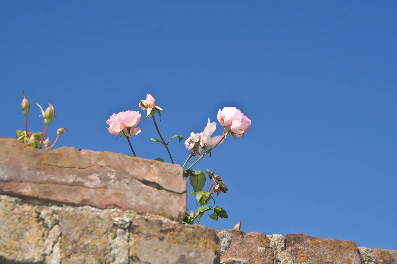 Wild Pink (Silene Carolina) — making it both a practical and ecological choice.<br><br>When incorporating Wild Pink into a landscape design; these, image 62