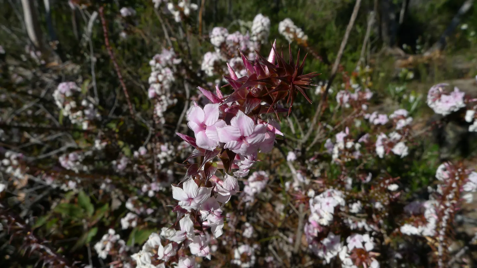 Wild Pink (Silene Carolina) — lance-shaped leaves that are a vibrant green in color