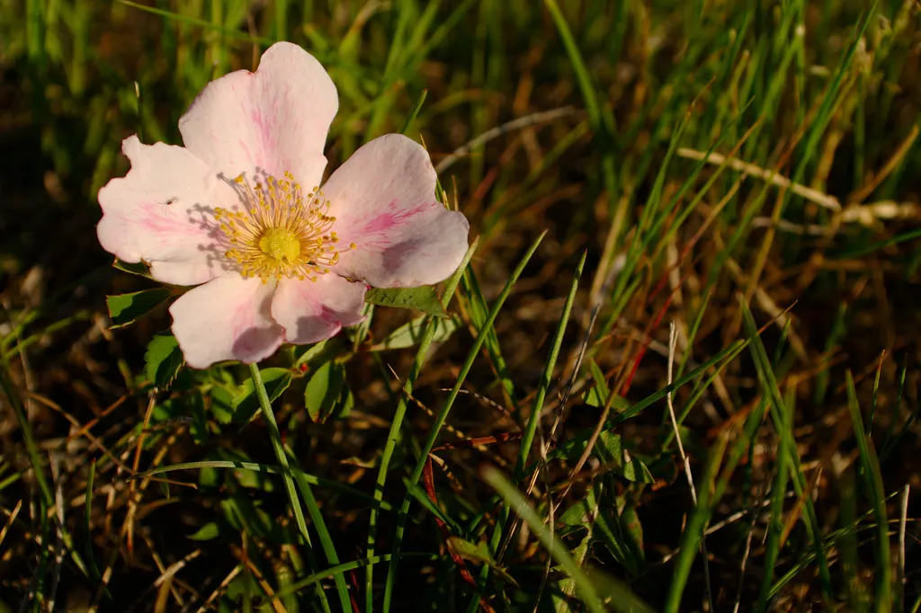 Wild Pink (Silene Carolina) — perennial for full or half; consider its growth habit and flowering season, image 66
