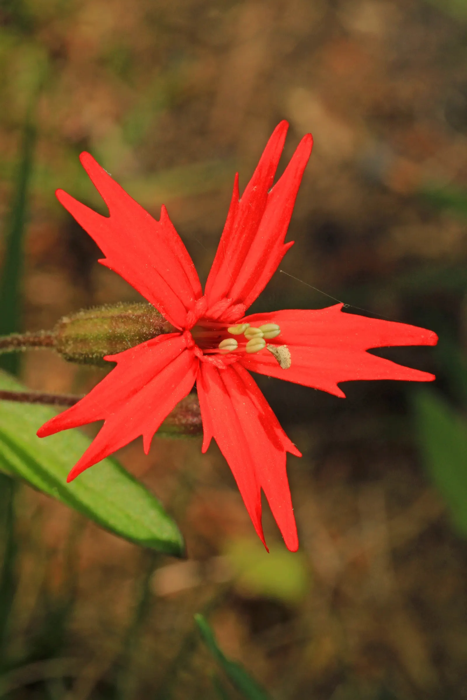 Wild Pink (Silene Carolina) — It prefers full sun but tolerates partial shade, where its flowering may be less profuse; perennial with pink blooms, image 104