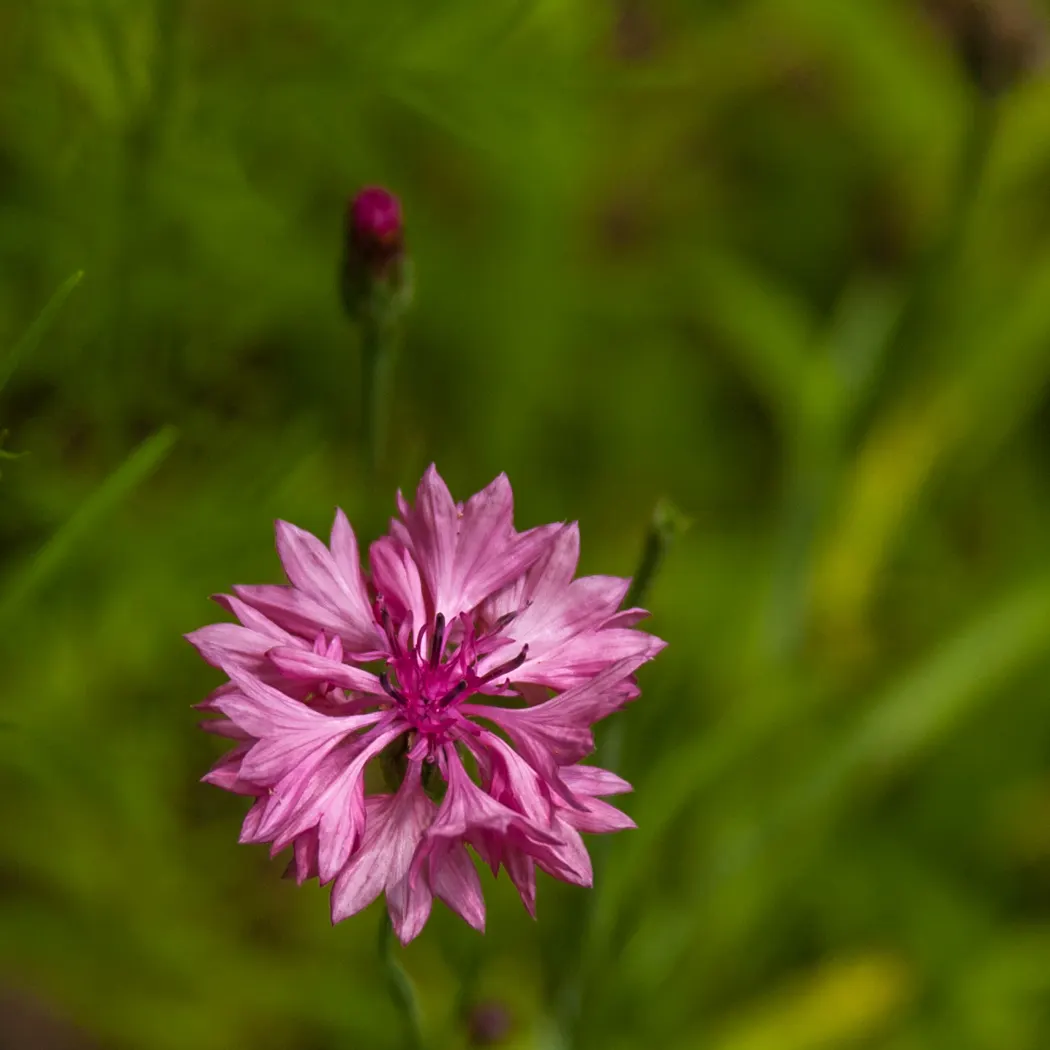 Wild Pink (Silene Carolina) — It thrives best in USDA Hardiness Zones 4 through 7; and it requires well-draining soil with a preference for drier, image 52