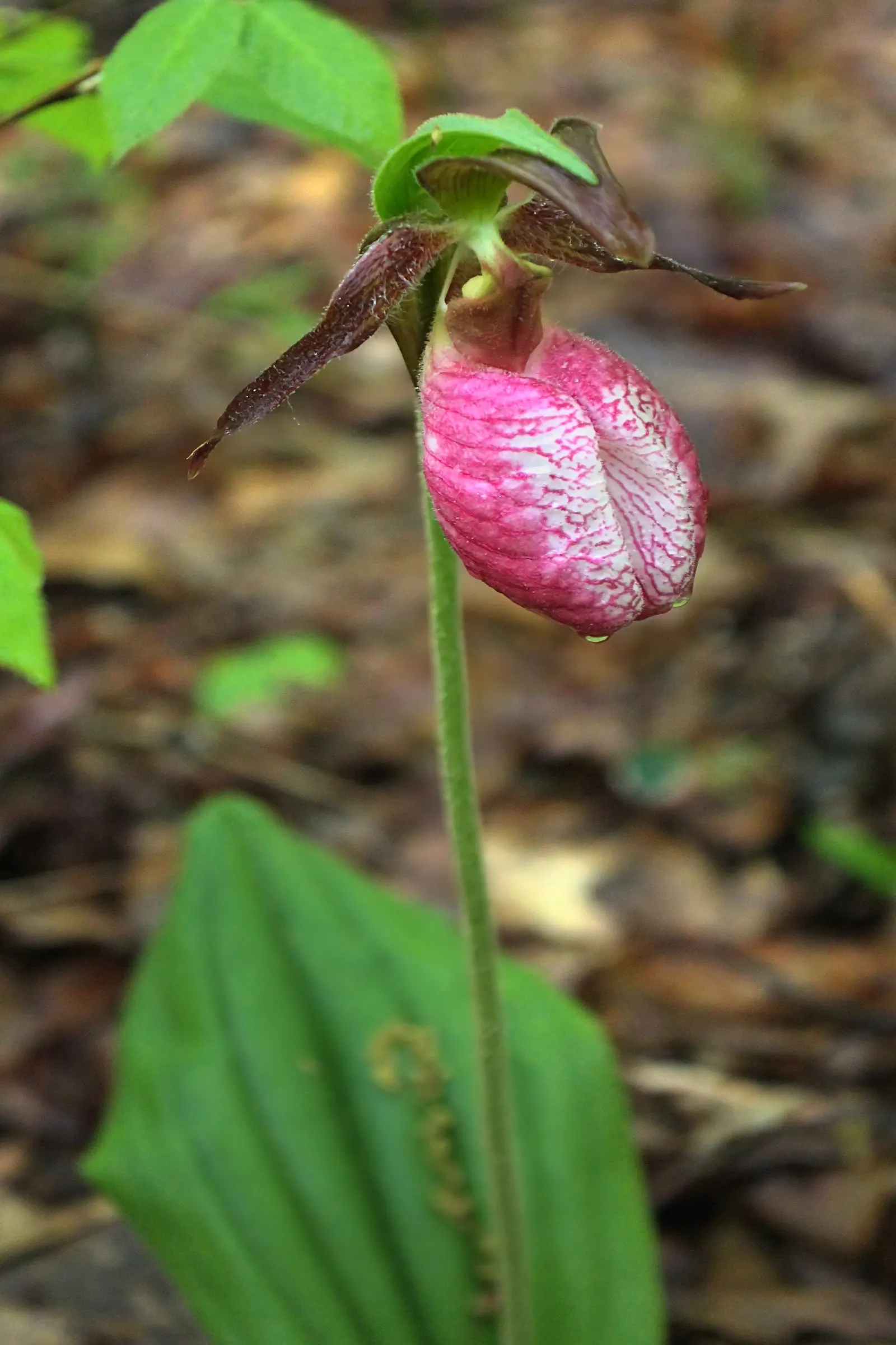 Wild Pink (Silene Carolina) — blooming in the late spring to early summer timeframe.<br><br>A low-maintenance plant; wild Pink, botanically known, image 80