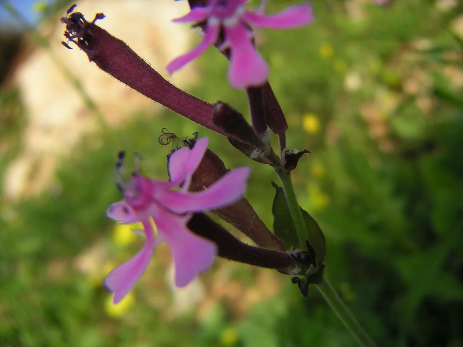 Wild Pink (Silene Carolina) — Thriving in USDA zones 4-7; lance-shaped leaves that are a vibrant green in color, image 112