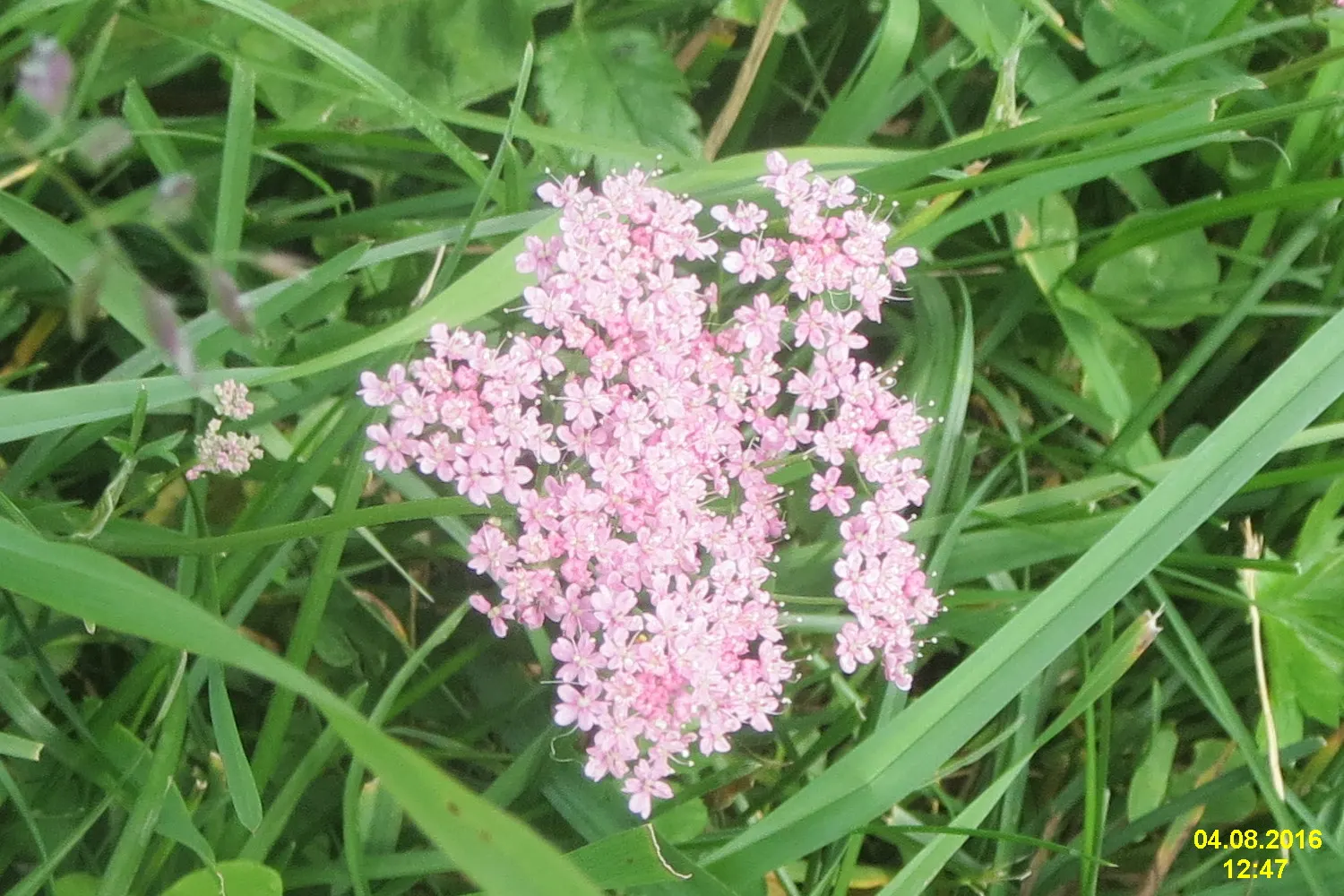 Wild Pink (Silene Carolina) — forming mounded tufts of narrow; wild Pink (Silene carolina) is a hardy perennial renowned for its vibrant, deep pink, image 76