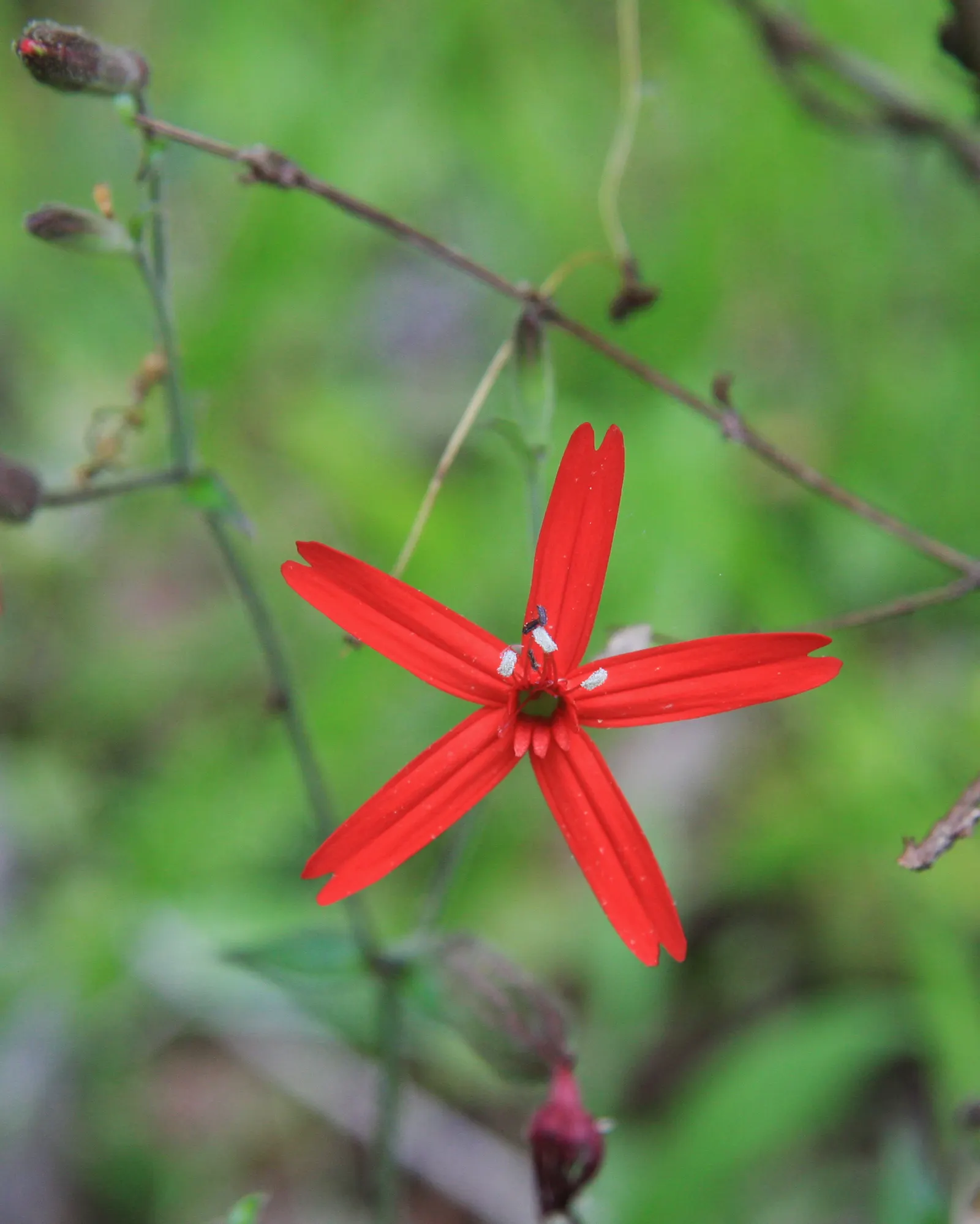 Wild Pink (Silene Carolina) — and it requires well-draining soil with a preference for drier; it prefers full sun but tolerates partial shade, image 97