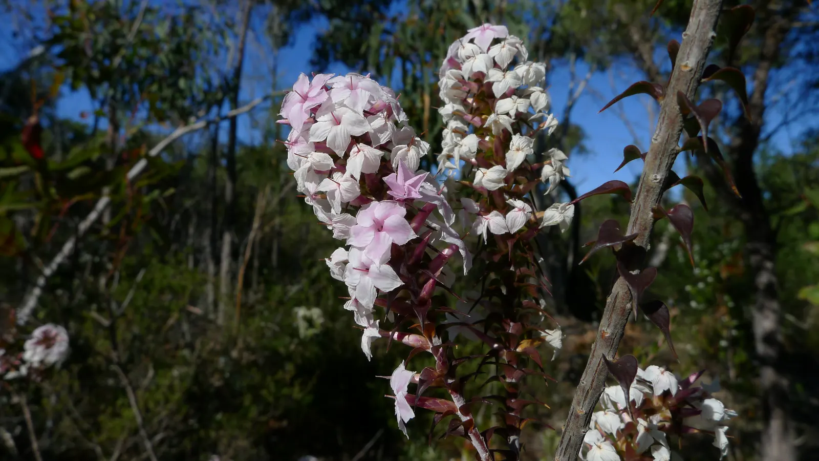 Wild Pink (Silene Carolina) — offering low-maintenance beauty; it is deer resistant and attracts pollinators such as butterflies, image 94