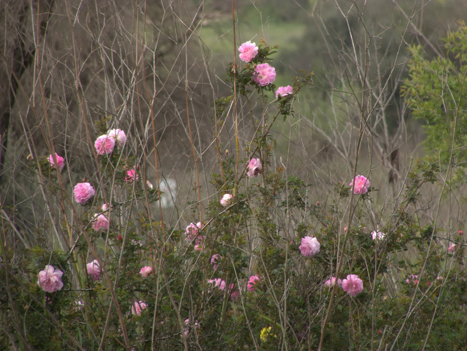 Wild Pink (Silene Carolina) — Perfect for rock gardens or borders, it prefers well-drained soil and full to partial sun