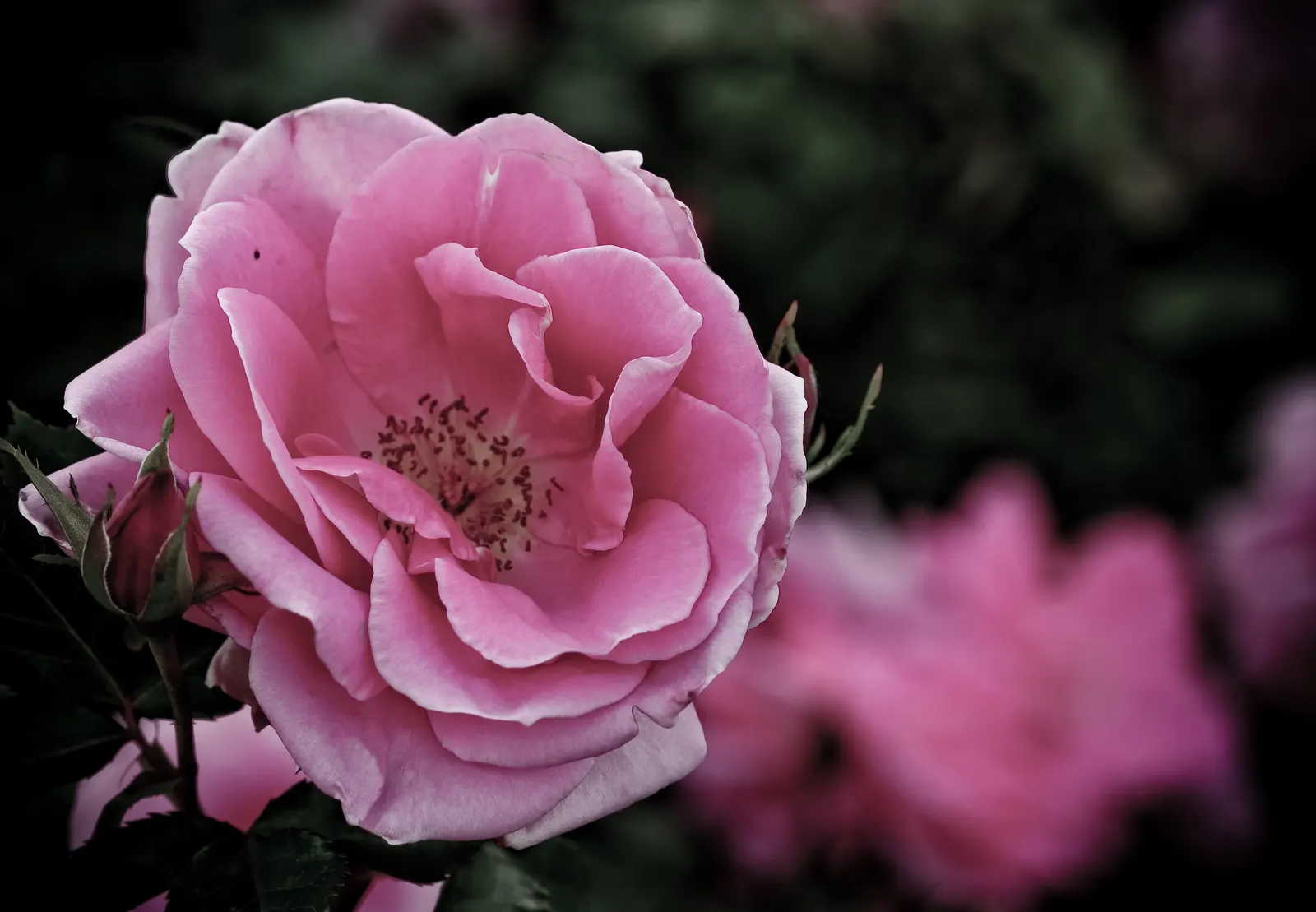 Wild Pink (Silene Carolina) — making it both a practical and ecological choice.<br><br>When incorporating Wild Pink into a landscape design