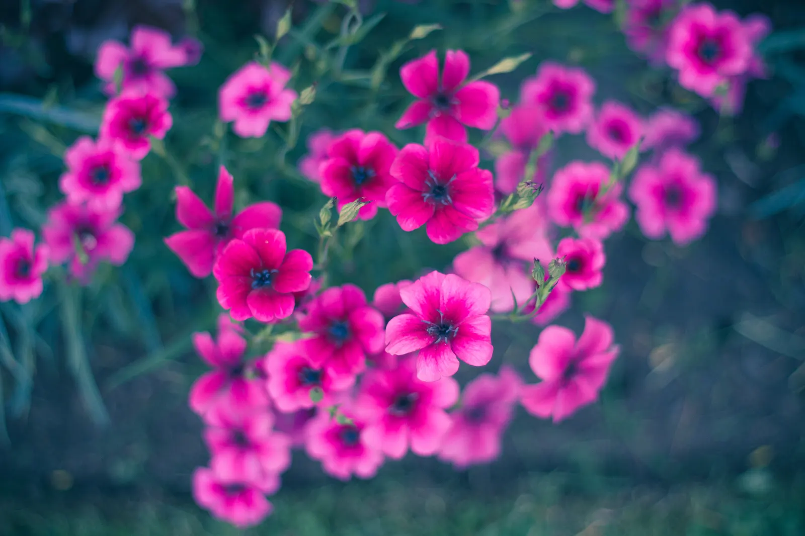 Wild Pink (Silene Carolina) — It is deer resistant and attracts pollinators such as butterflies; offering low-maintenance beauty