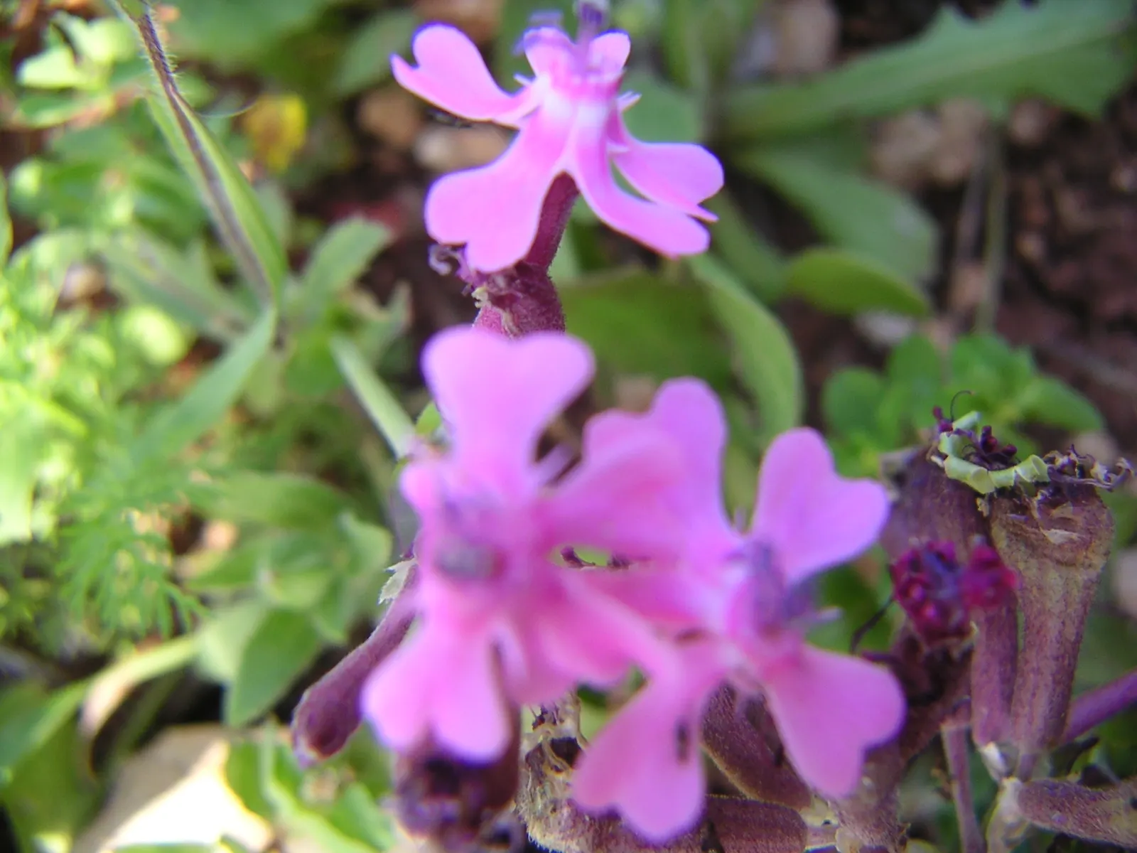 Wild Pink (Silene Carolina) — It thrives best in USDA Hardiness Zones 4 through 7; and it requires well-draining soil with a preference for drier, image 118