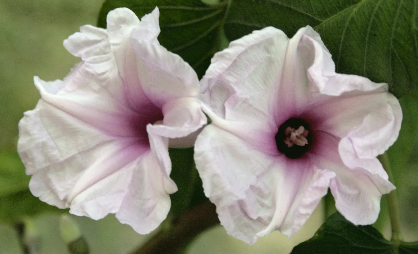 Wild Pink (Silene Carolina) — perennial for full or half