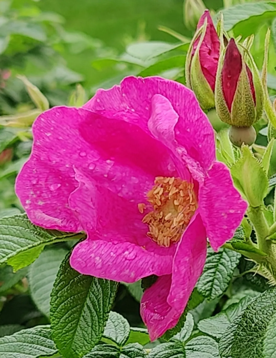 Wild Pink (Silene Carolina) — Wild Pink, botanically known as Silene carolina, is a charming perennial native to the eastern United States; thriving in USDA
